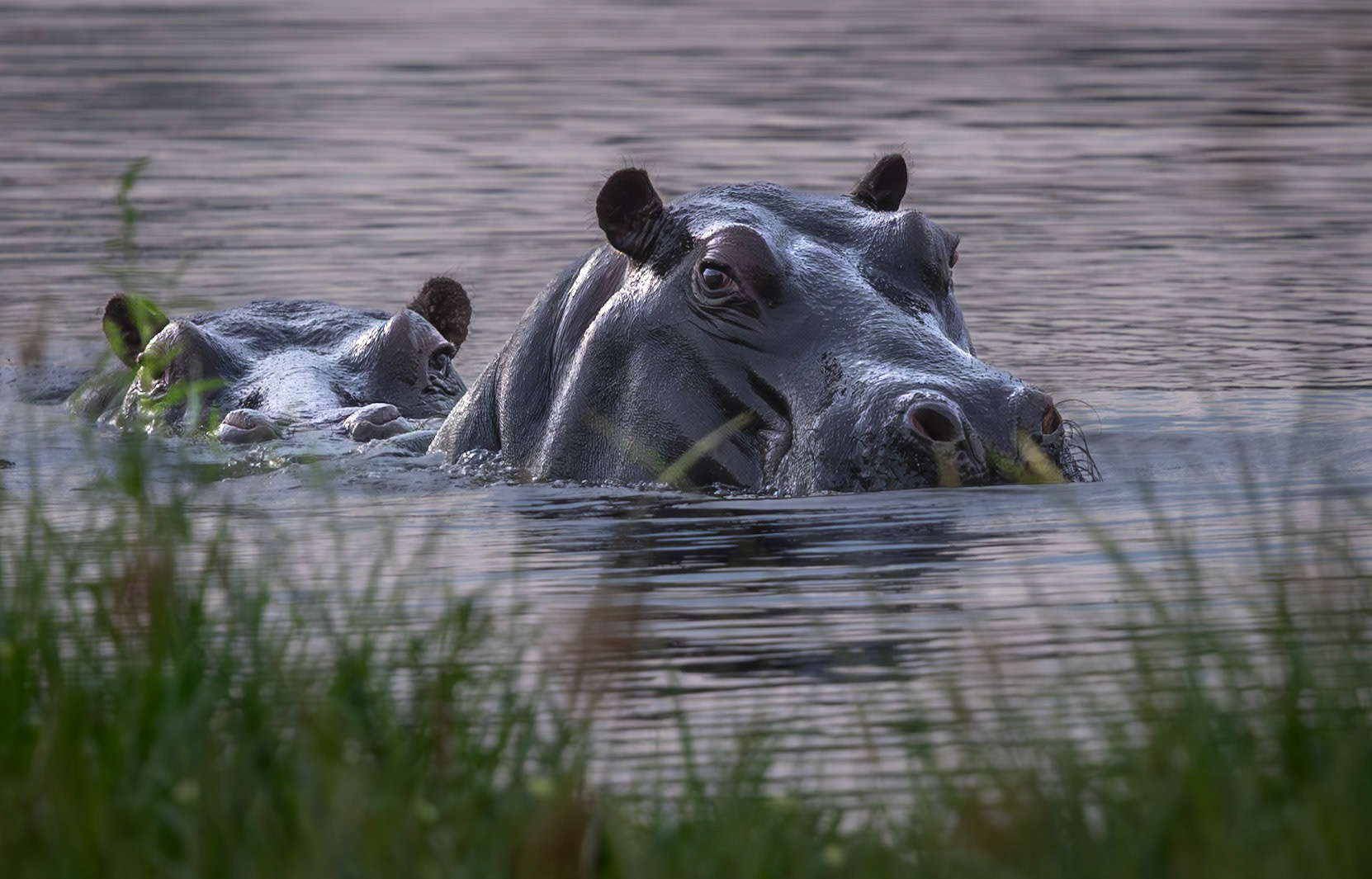 Hippos keeping an eye on me from a hippo pool in Xakanaxa