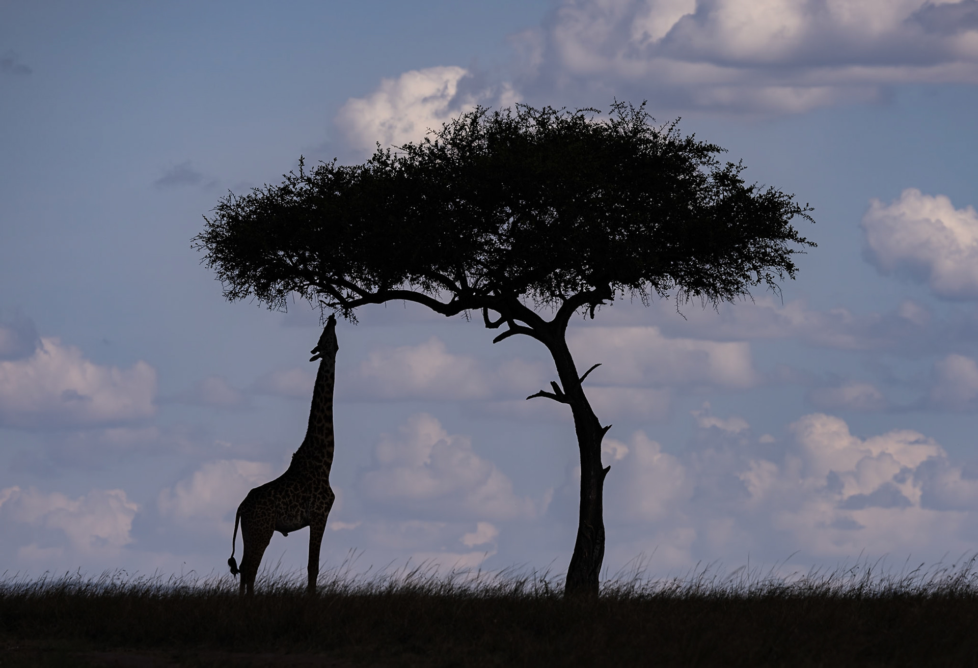 An early morning silohouette of a lone giraffe stretching up to feed on an acacia tree in the Masai Mara, Kenya