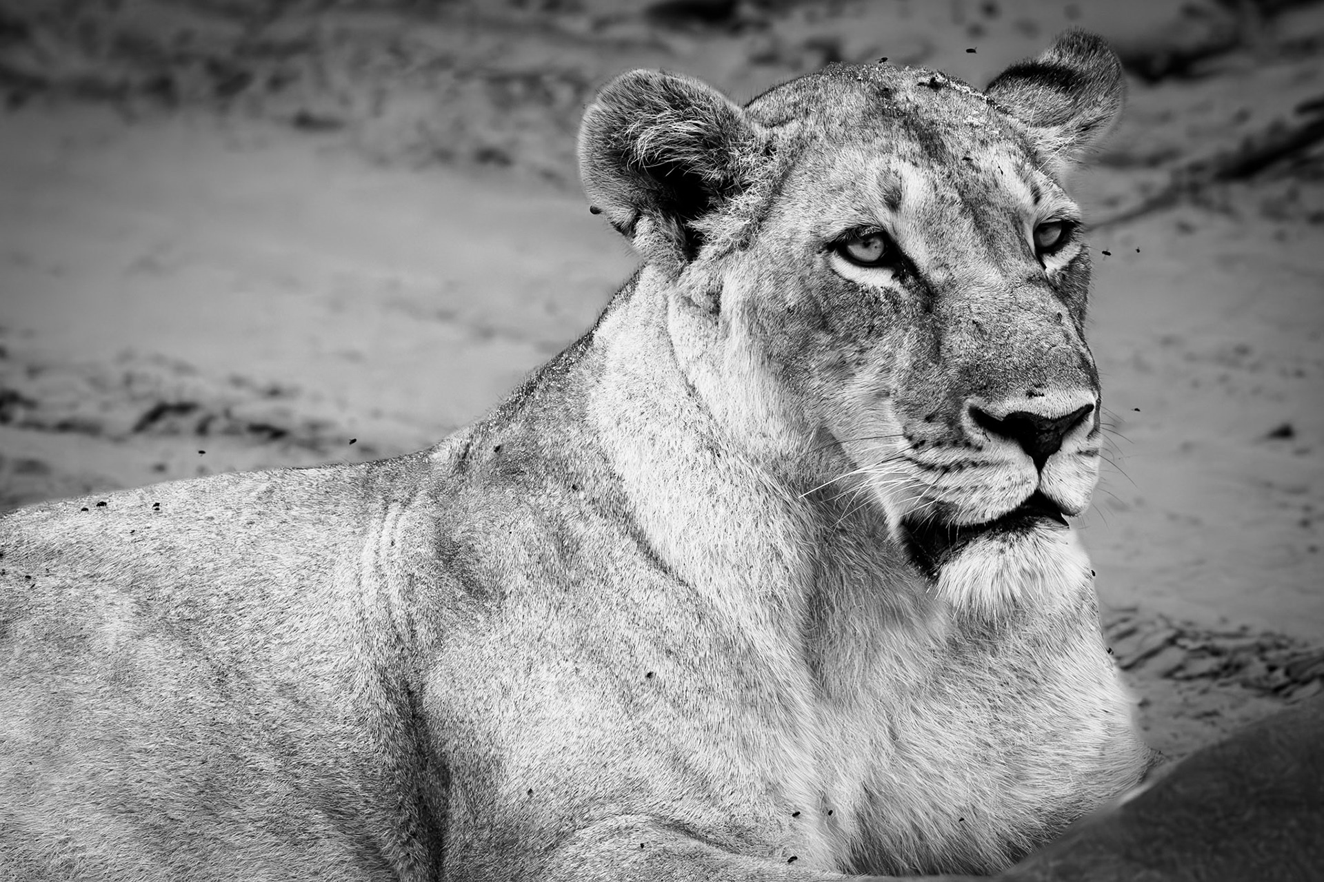 Female lioness in Savute, Botswana