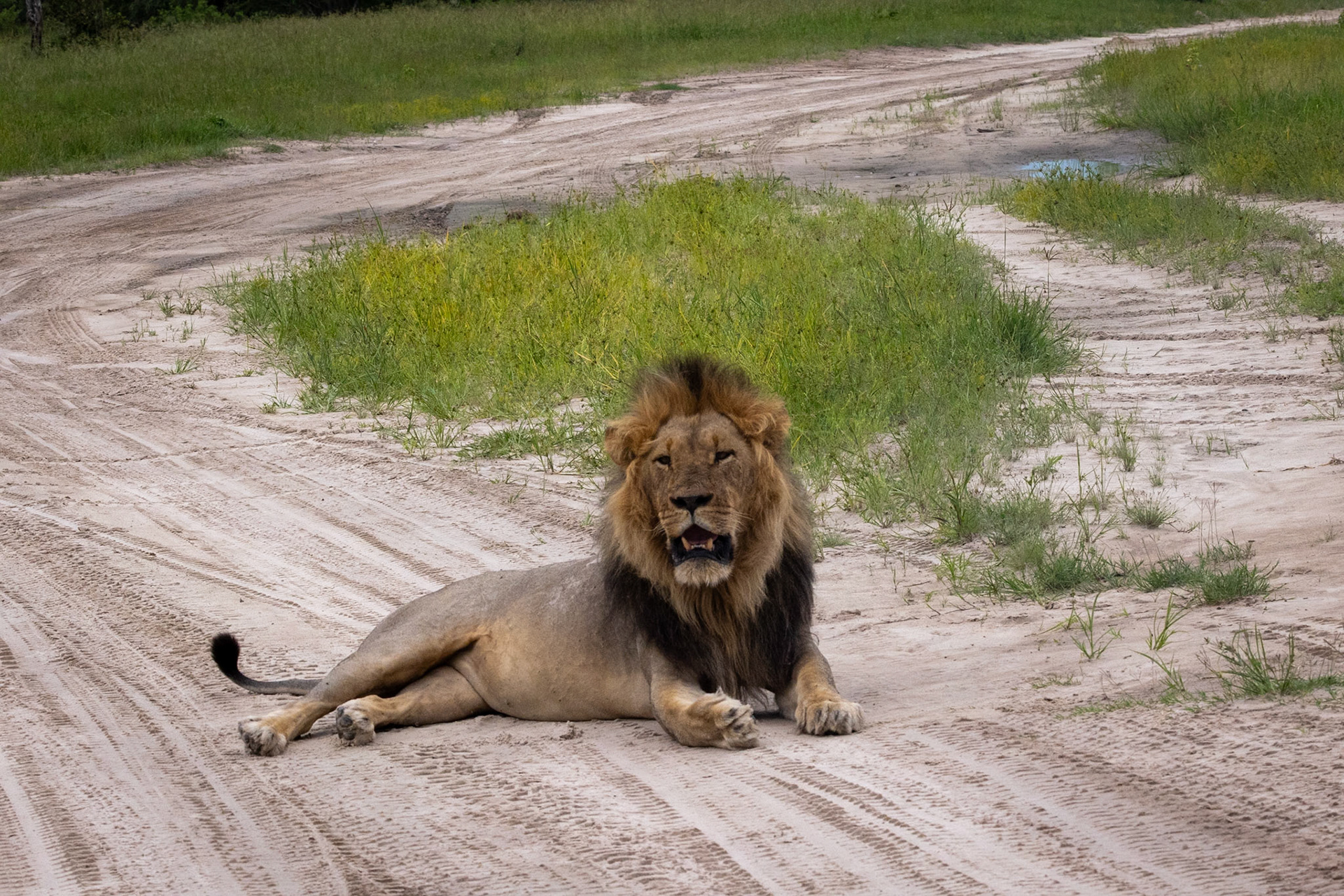 A male lion resting up on a dirt road in Savute, Botswana