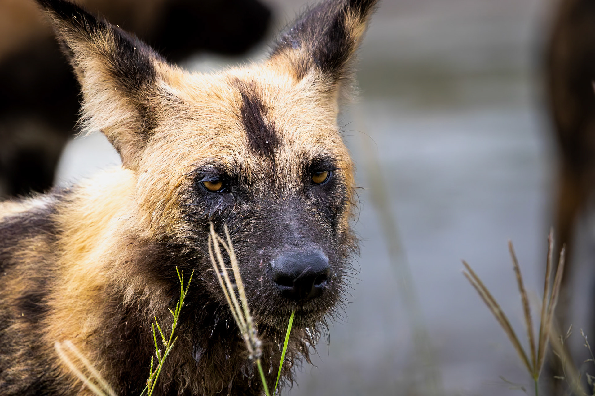 An African Wild dog observing the safari