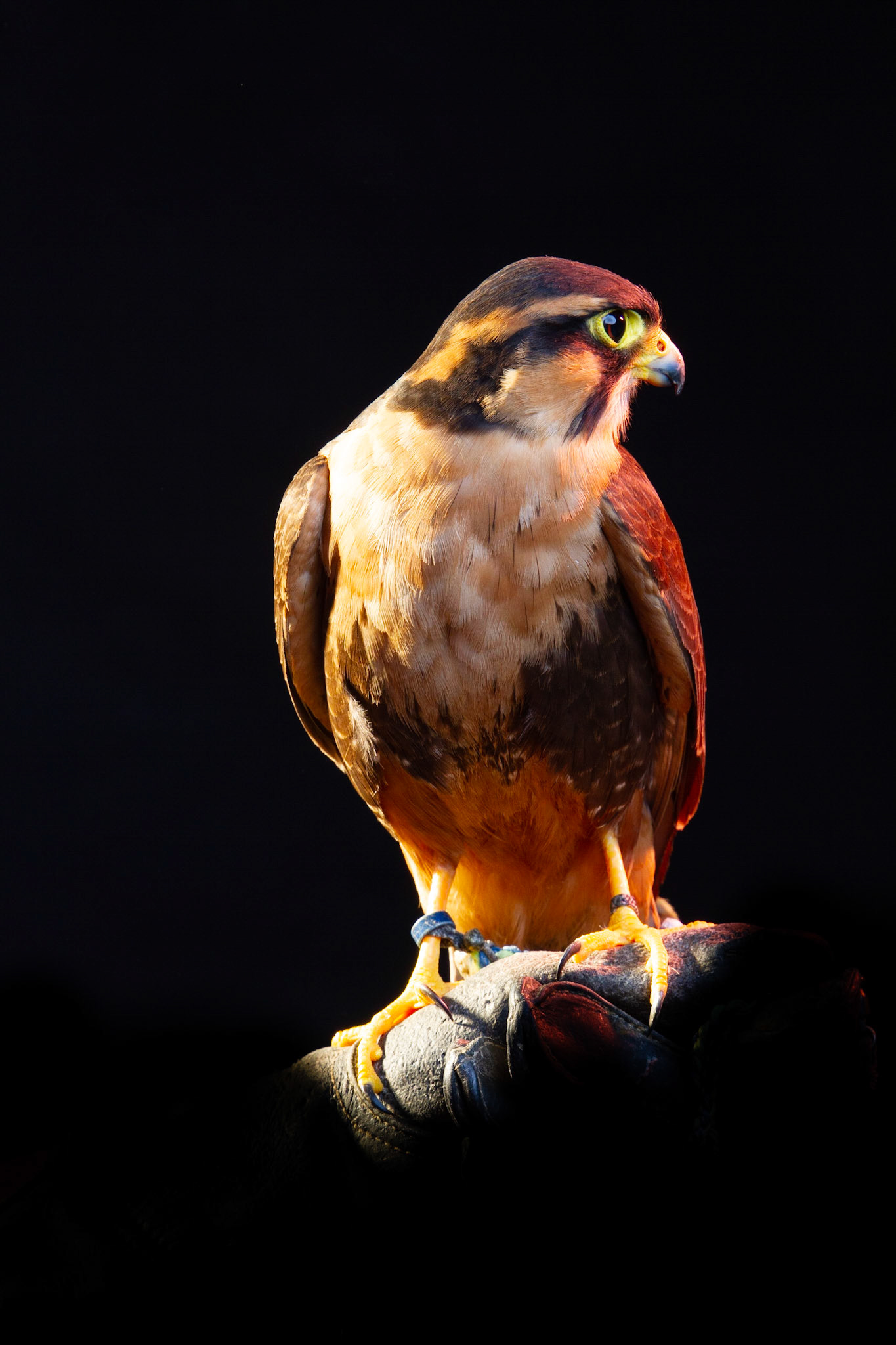 Birds of Prey - Harris Hawk