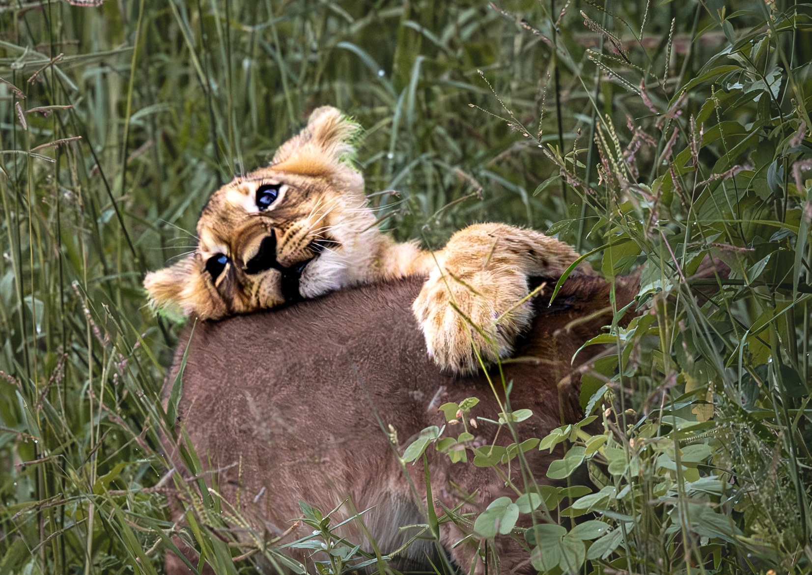 Lion cubs playing in the grass in Savute, Botswana