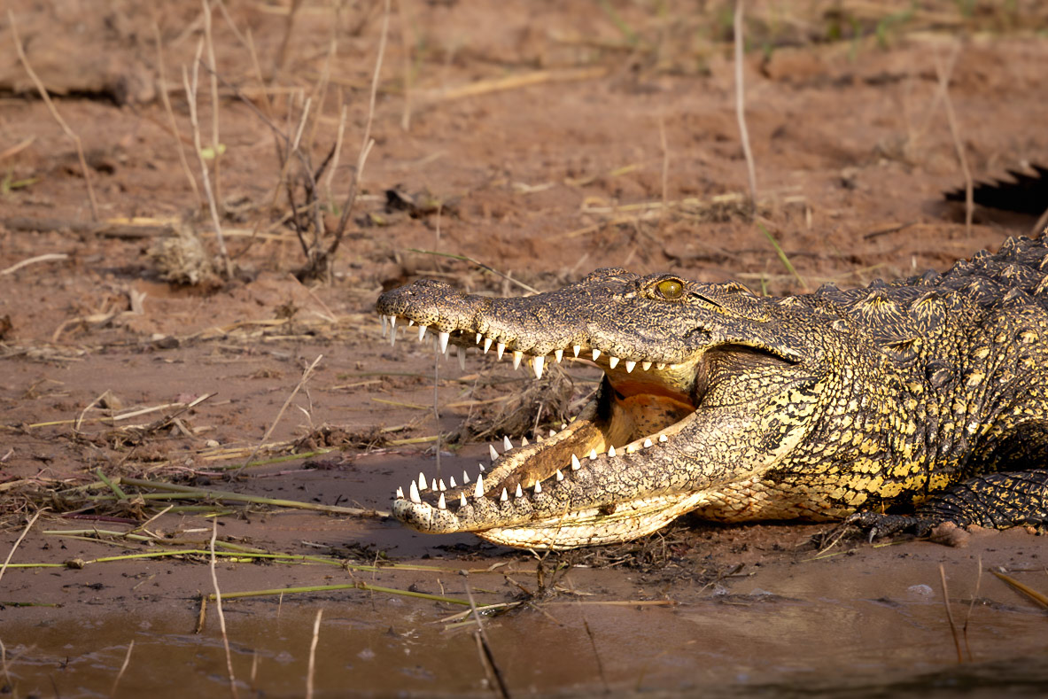 Nile crocodile with its mouth open on the Chobe riverbank