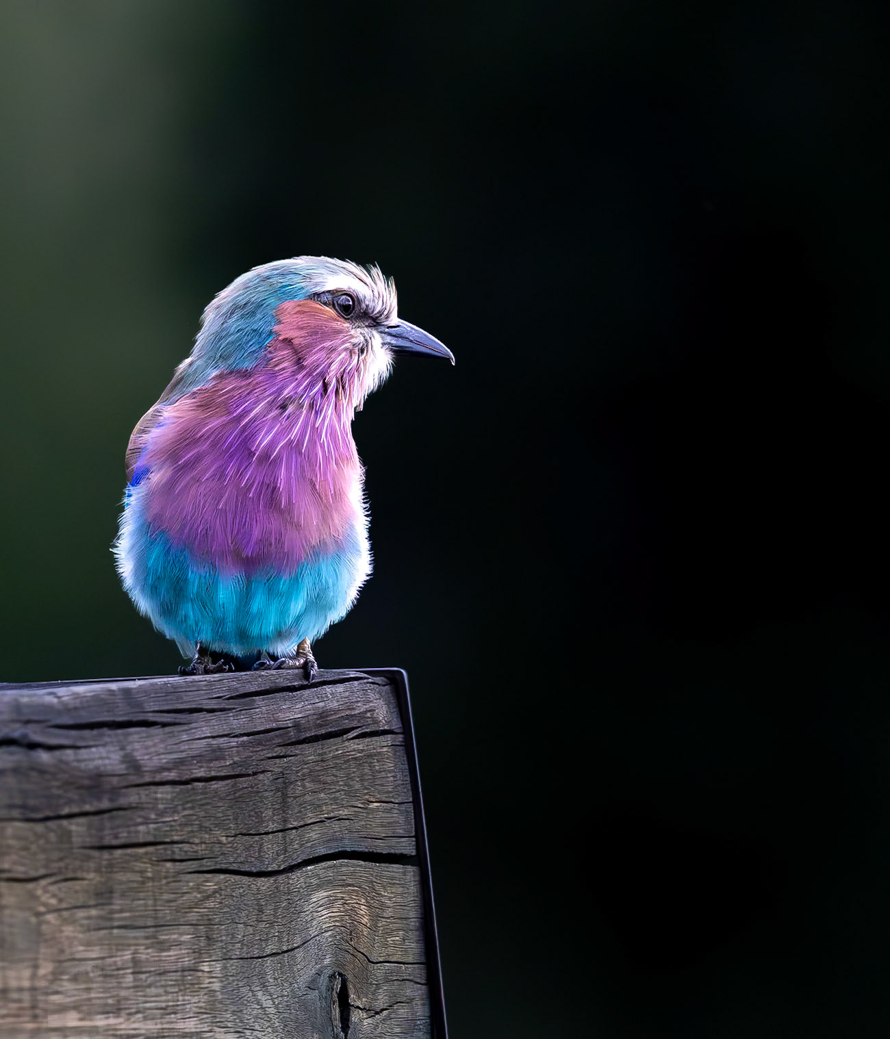 A Lilac-breasted Roller resting on a post in the Okavango Camp, Botswana