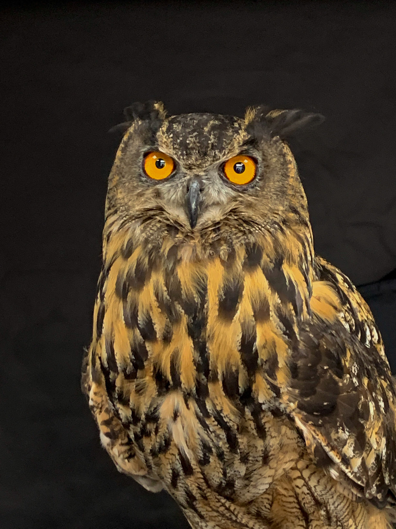 Birds of Prey - Euarasian Eagle Owl