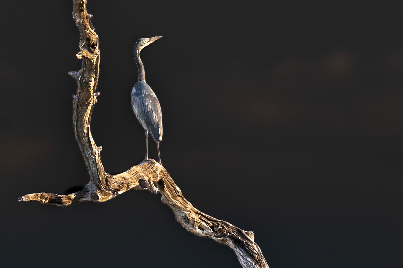 Great Blue Heron