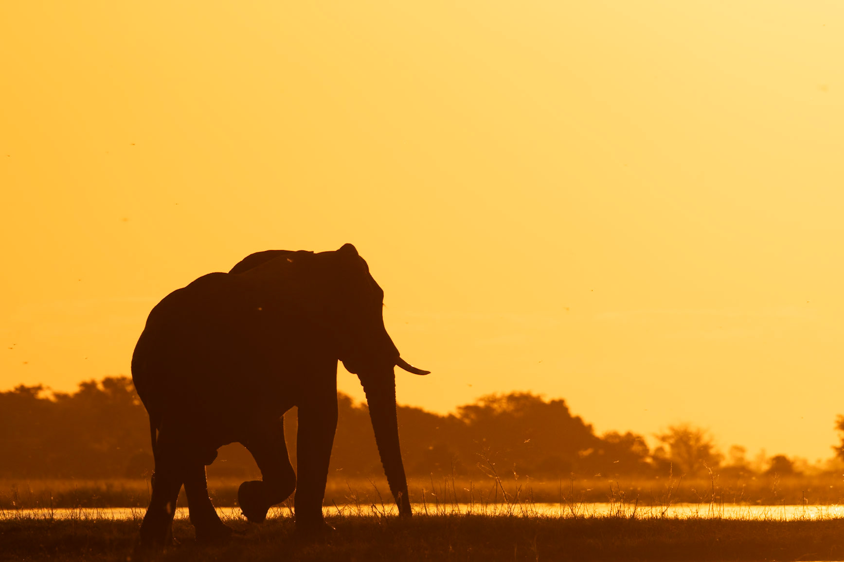 An elephant at sunset on the Chobe River