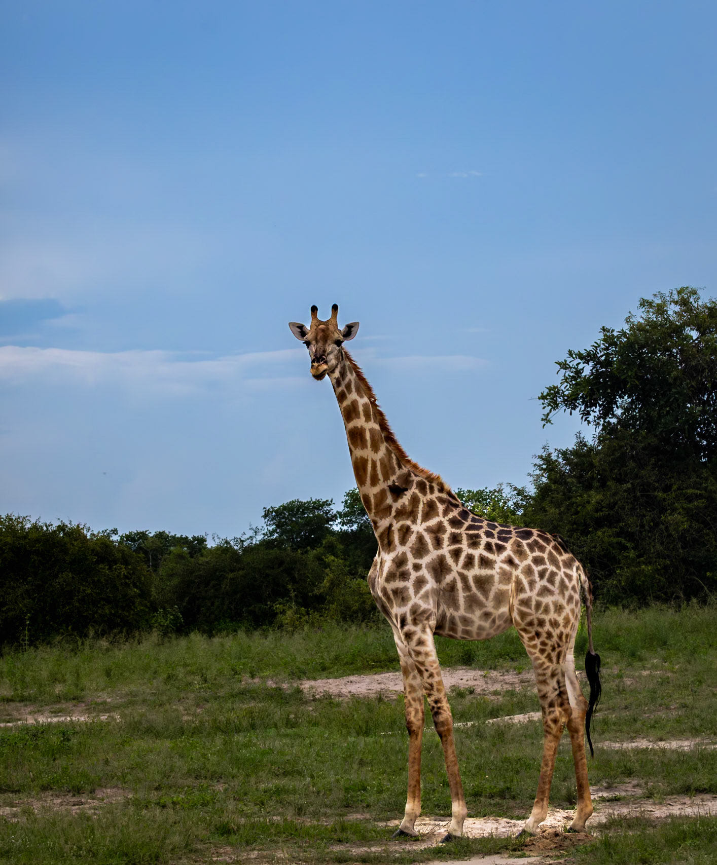 A giraffe against a blue sky in Savute, Botswana