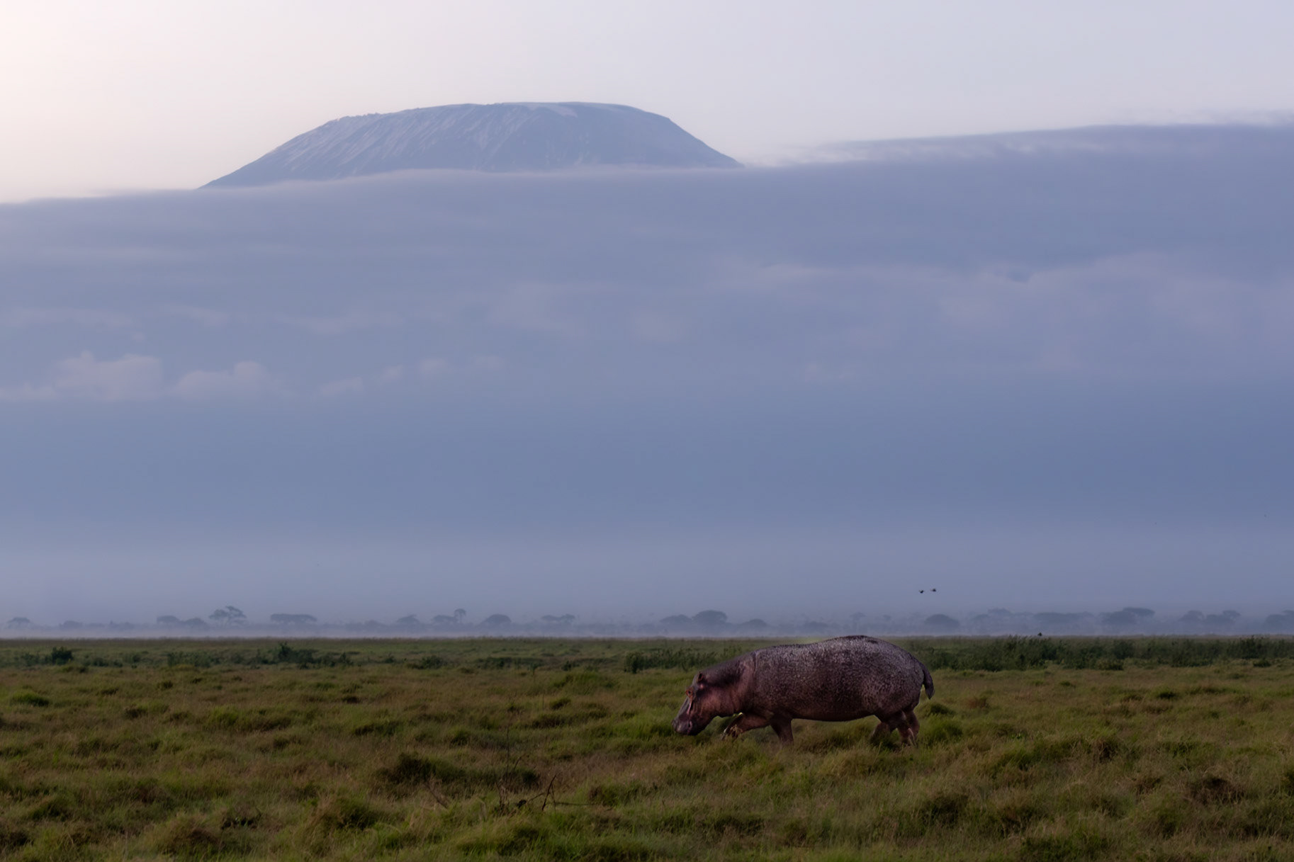 Hippo feeding early morning under the gaze of Mount Kilimanjaro