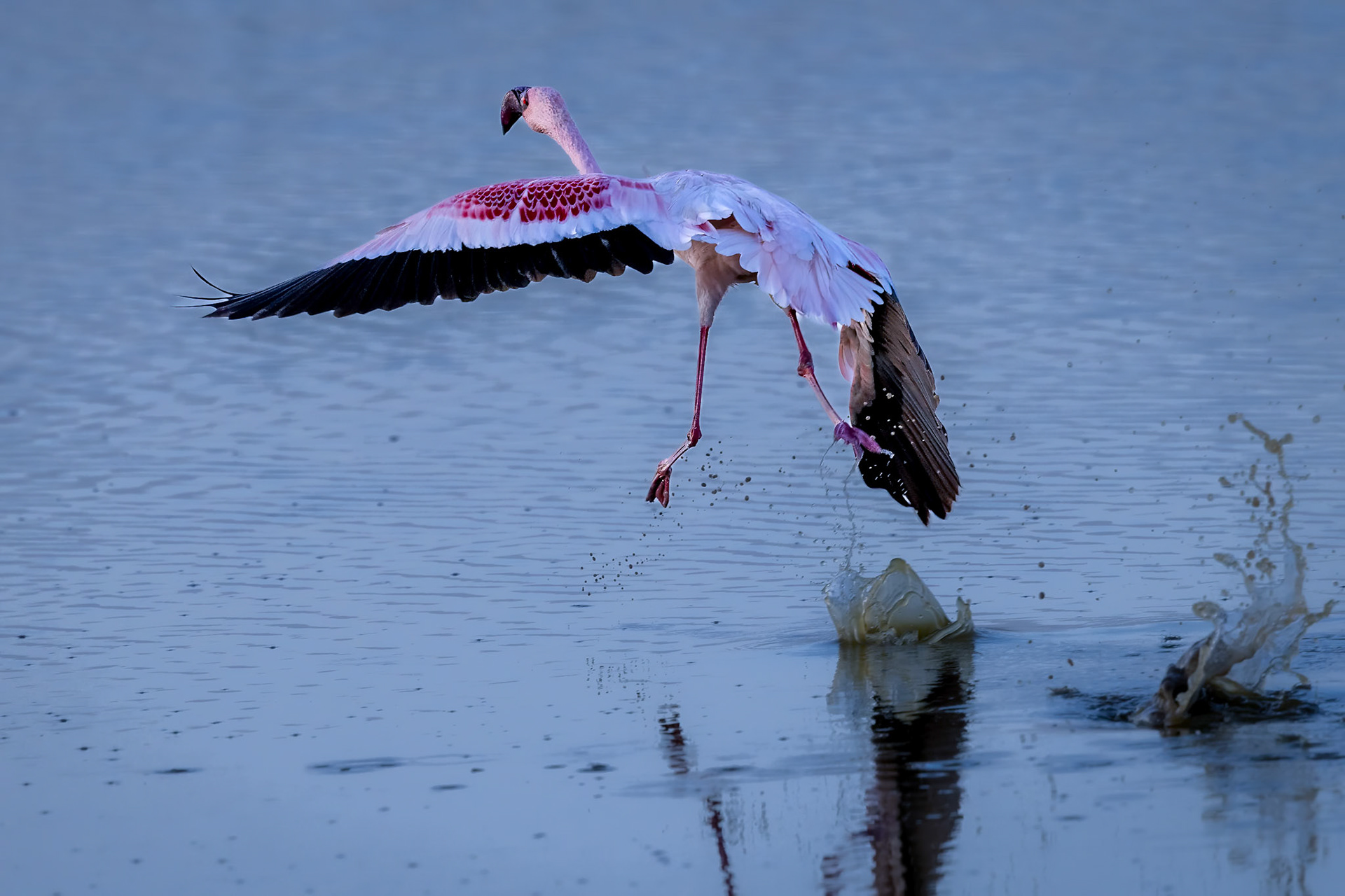 A Flamingo taking off from after its feed in Lake Nakuru, Amboseli Kenya