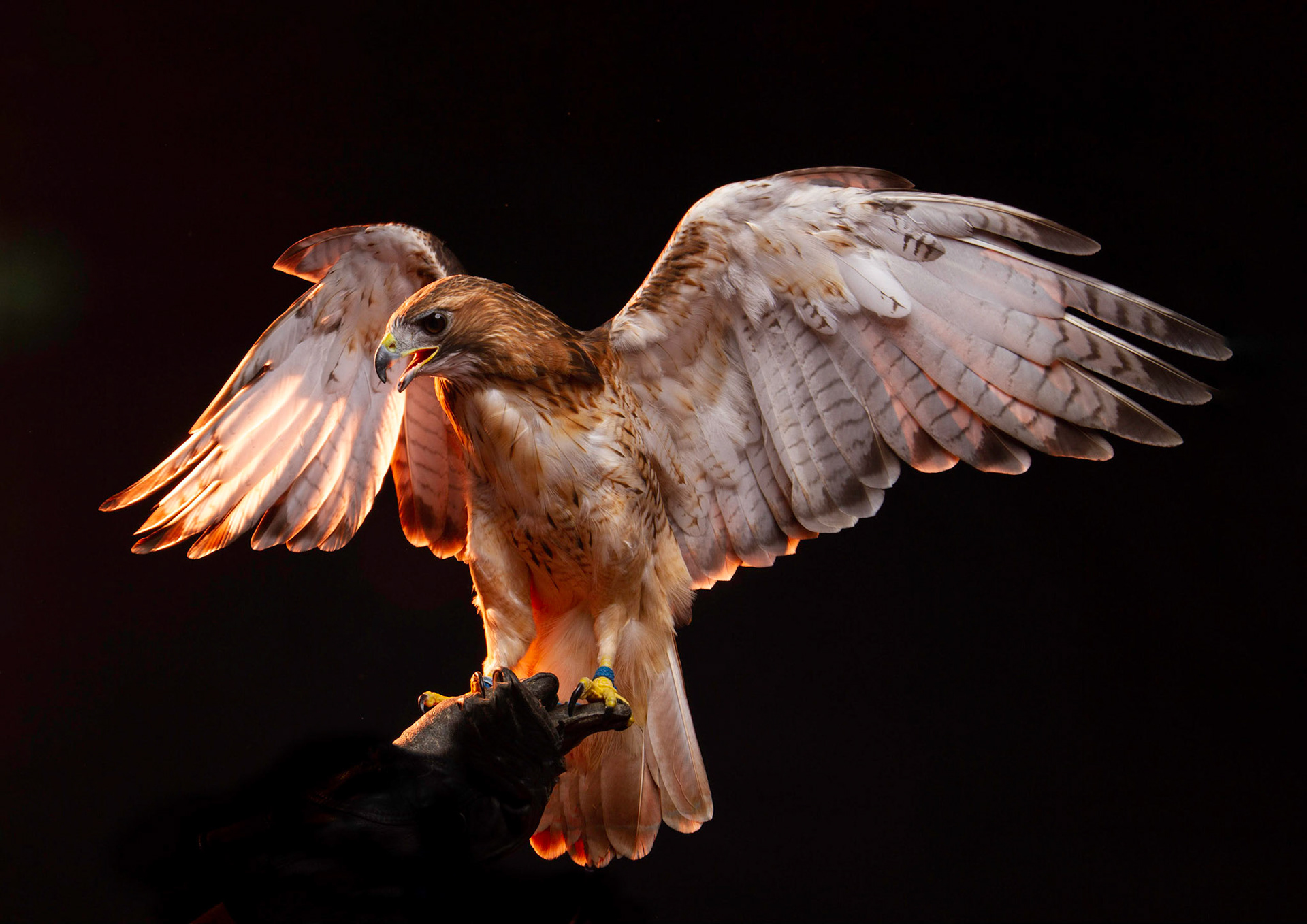 Birds of Prey - Aplomado Falcon Buzzard