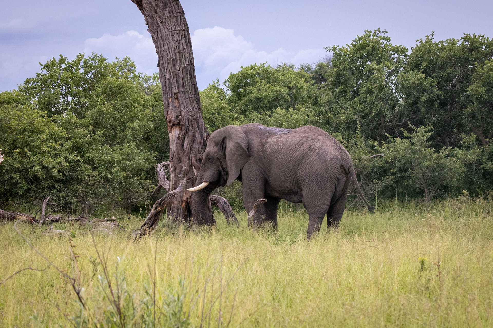 A young peaceful elephant in Savute, Botswana