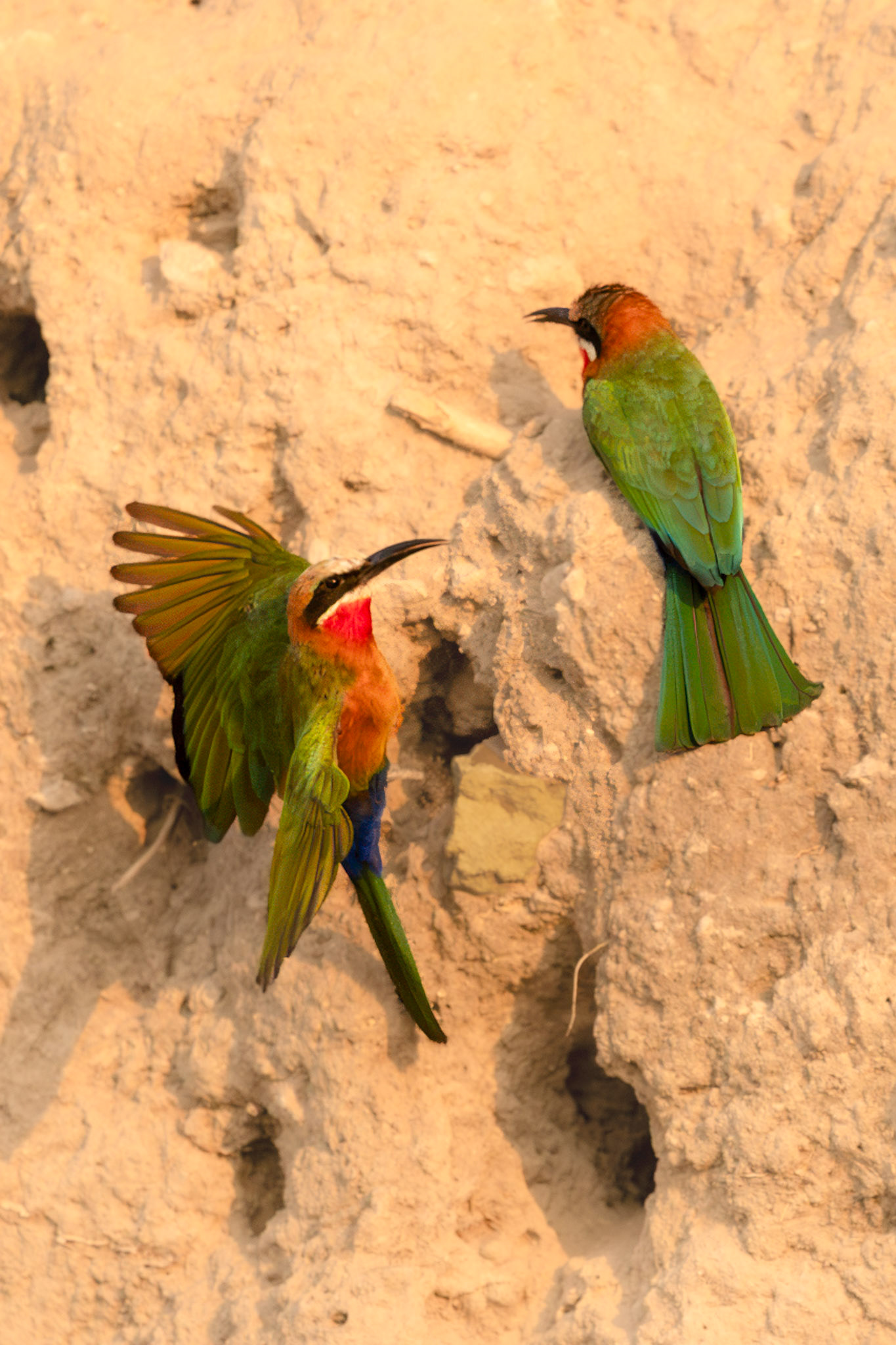 White-fronted Bee Eater