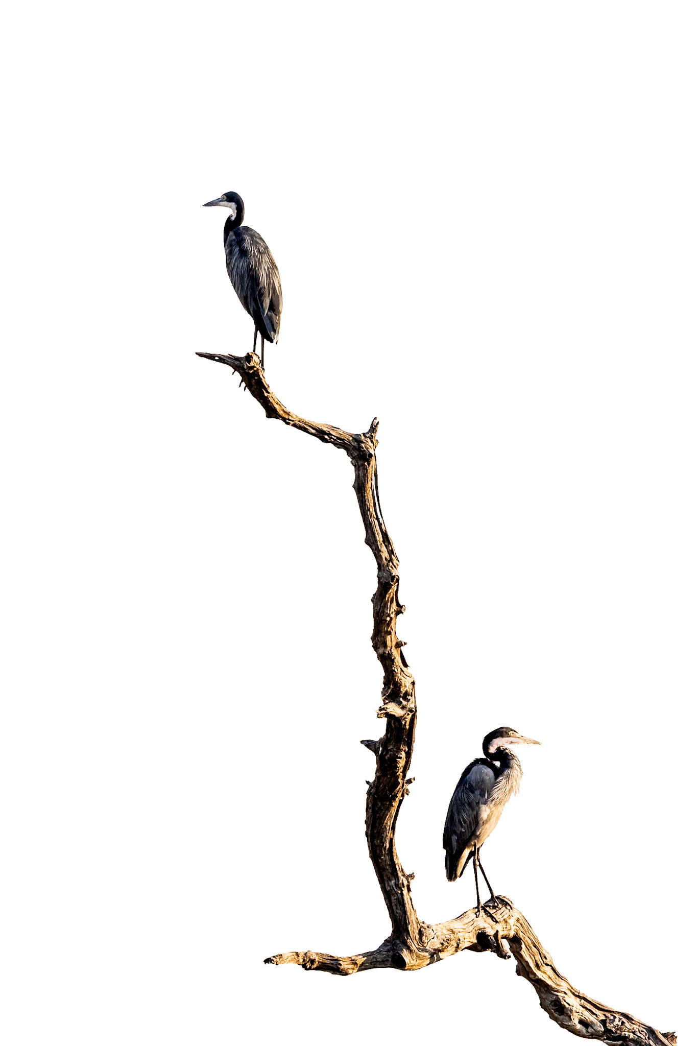 A pair of great Blue Herons