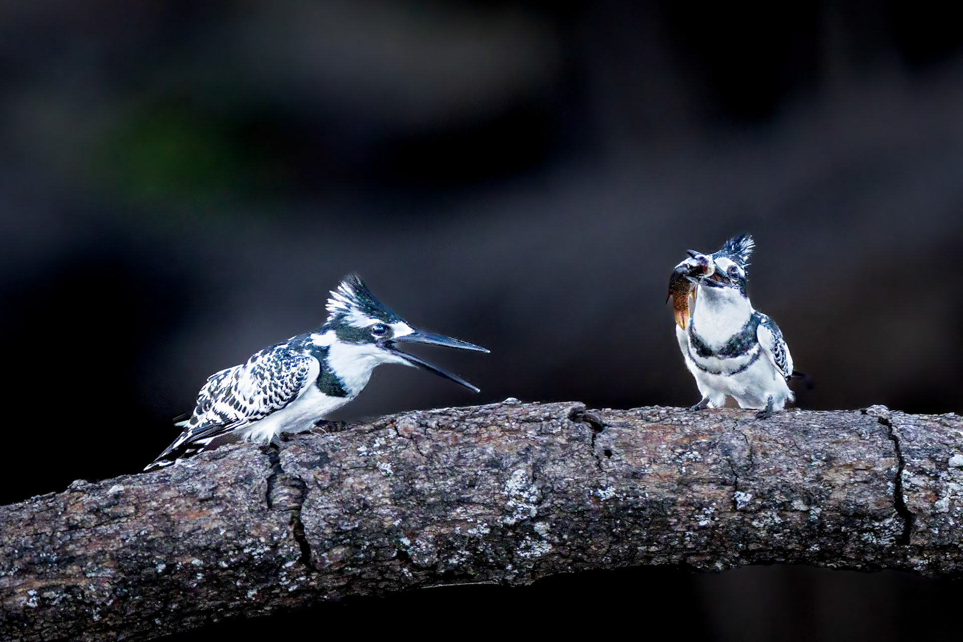 Pied Kingfisher