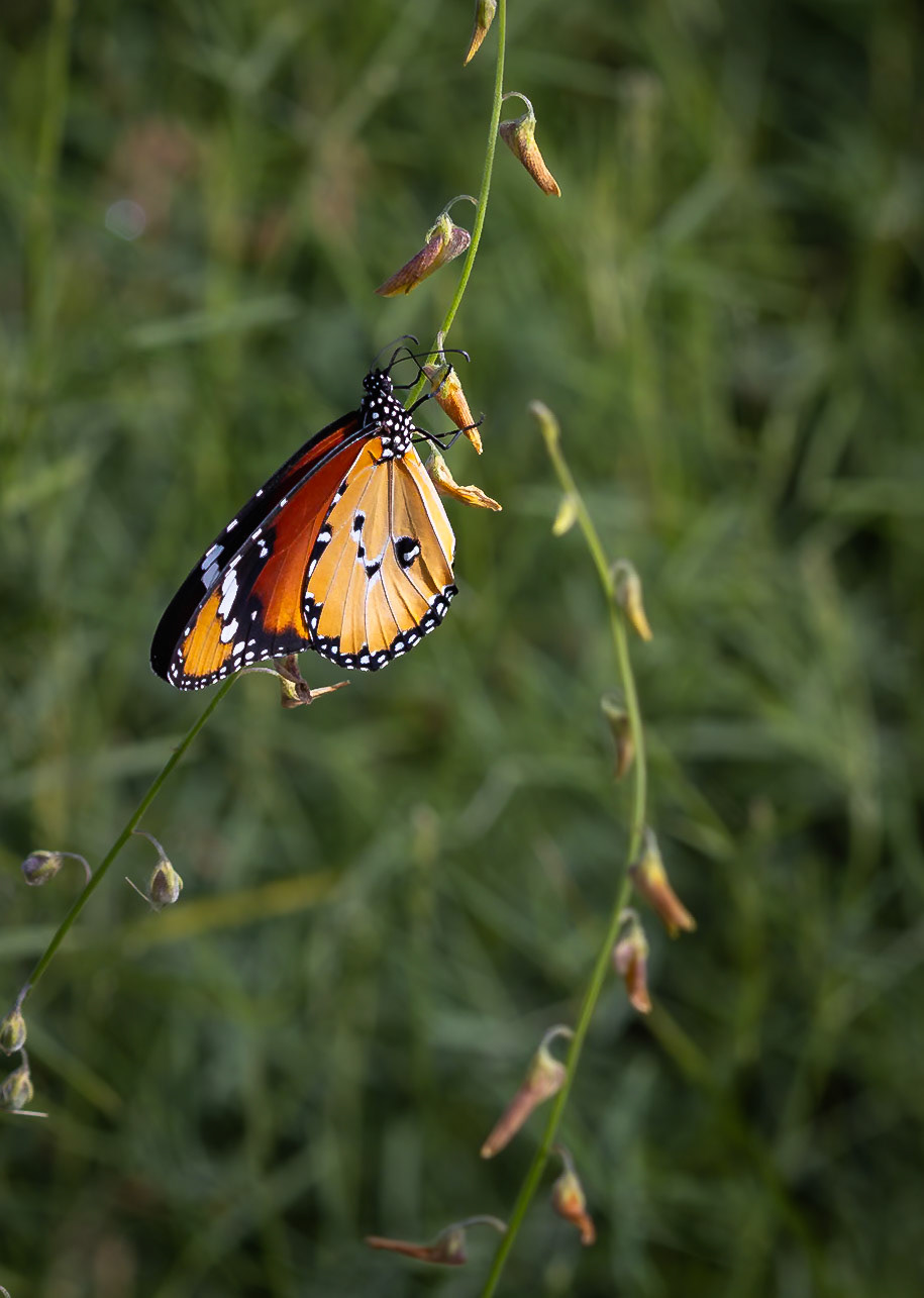 The Plain Tiger or African Queen or African Monarch Butterfly, in Okavango