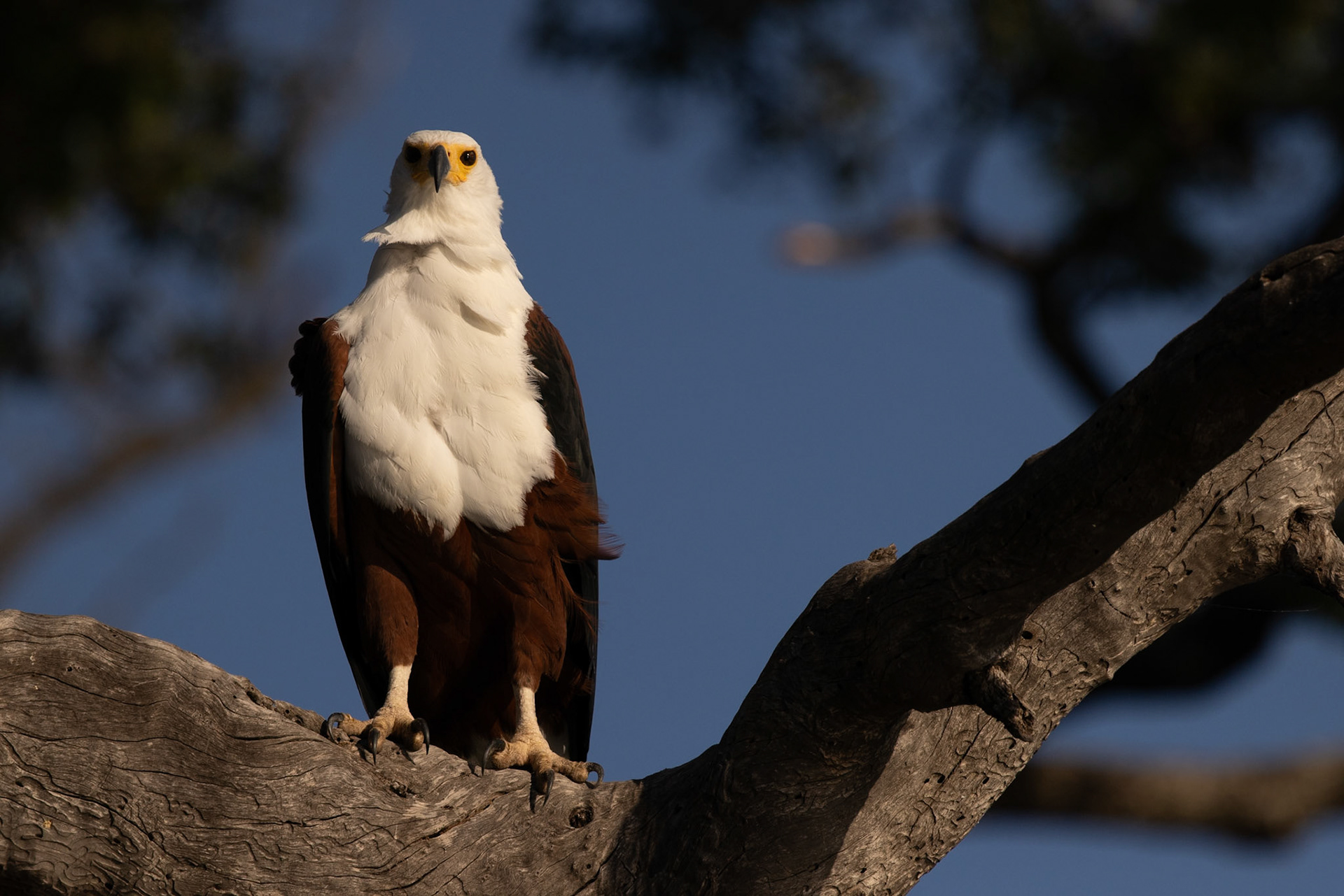 African Fish Eagle