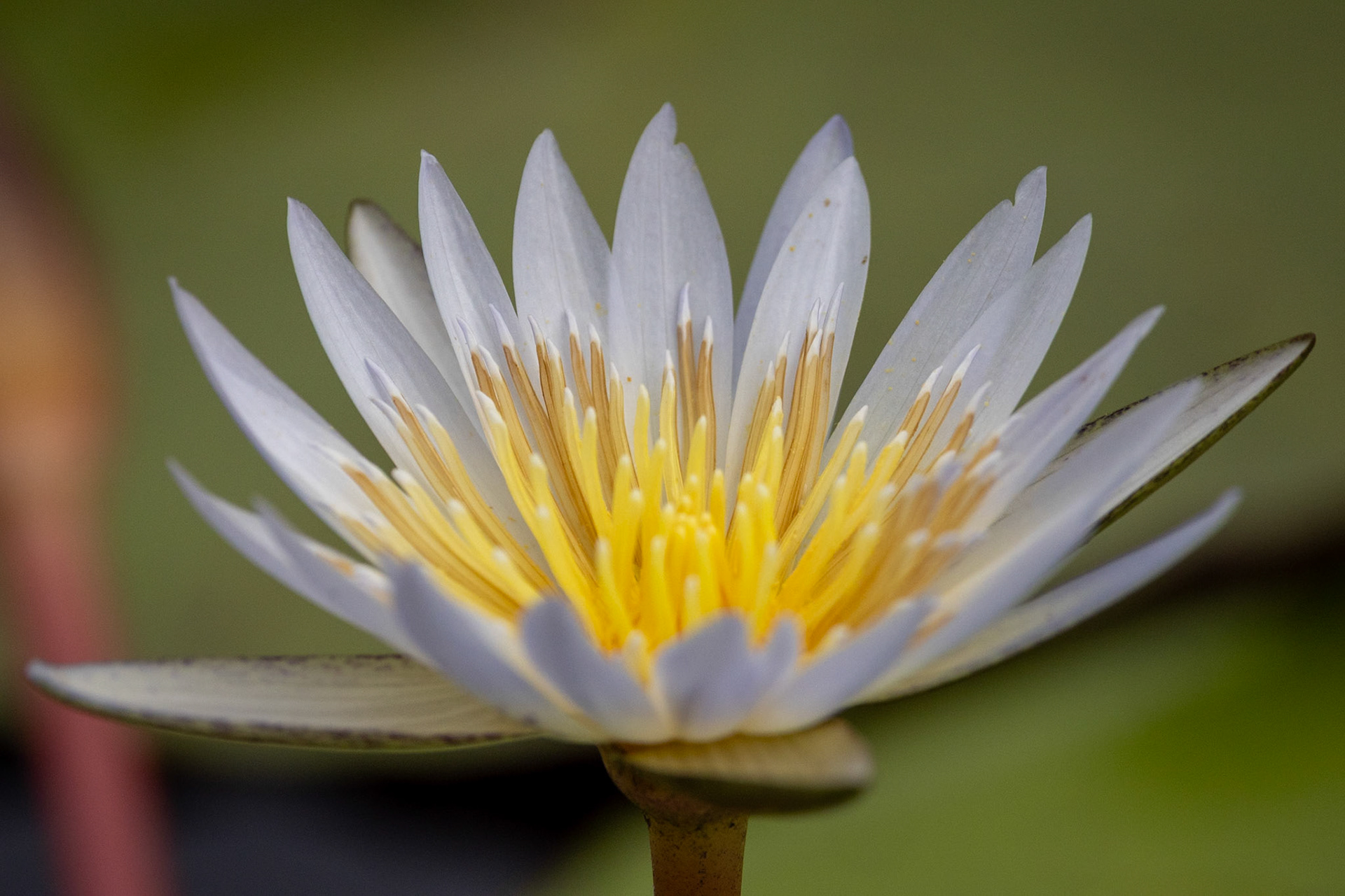 A white lilly in the Okavango