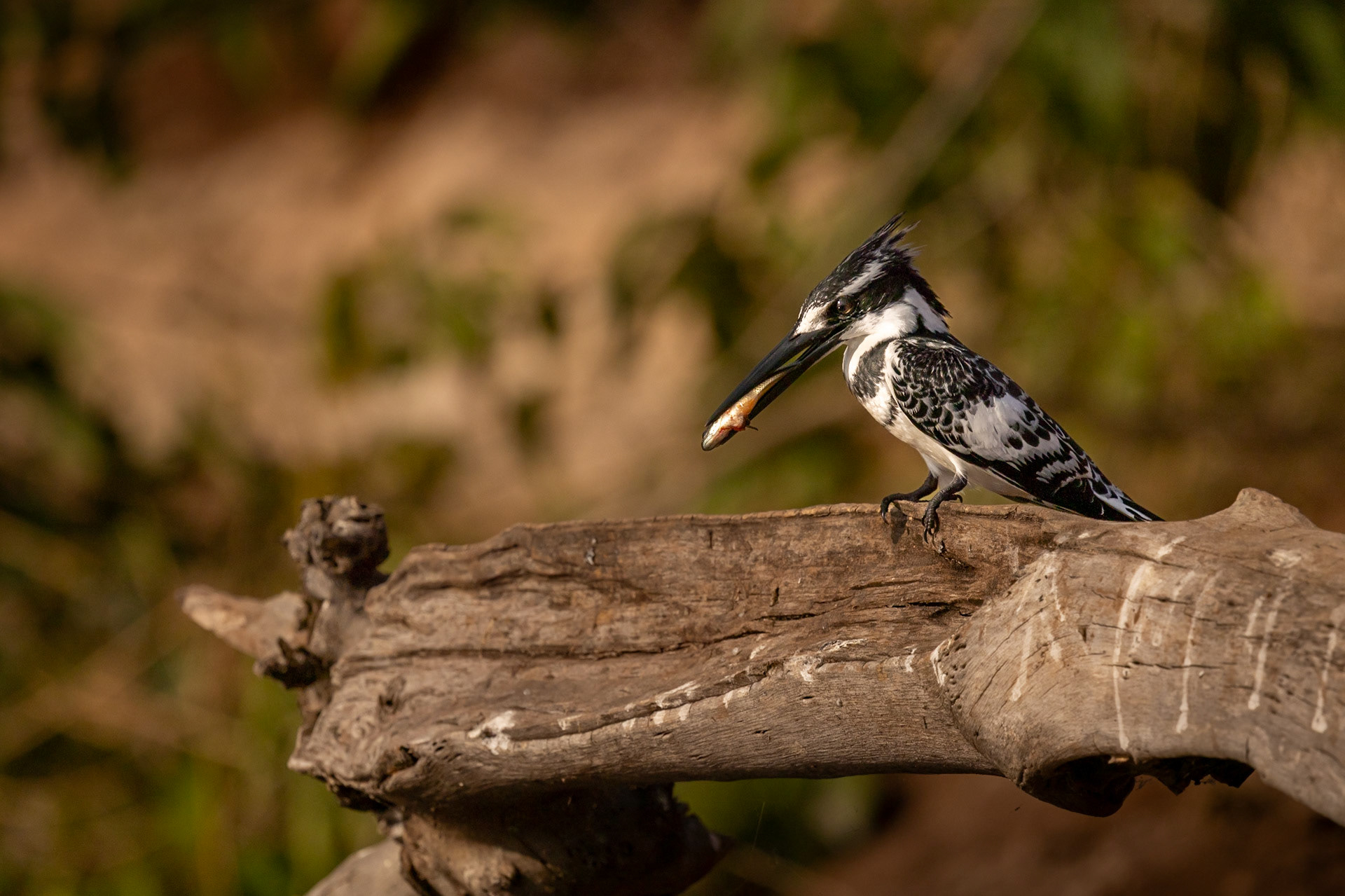 Pied Kingfisher with a catch