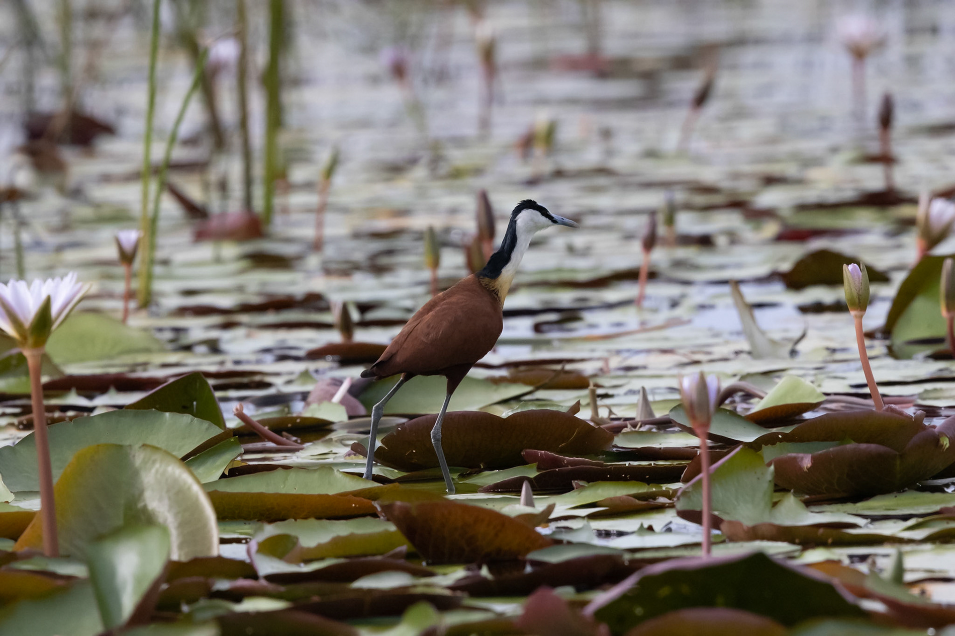 An African Jacana feeding amongst the lillies in the Okavango Delta