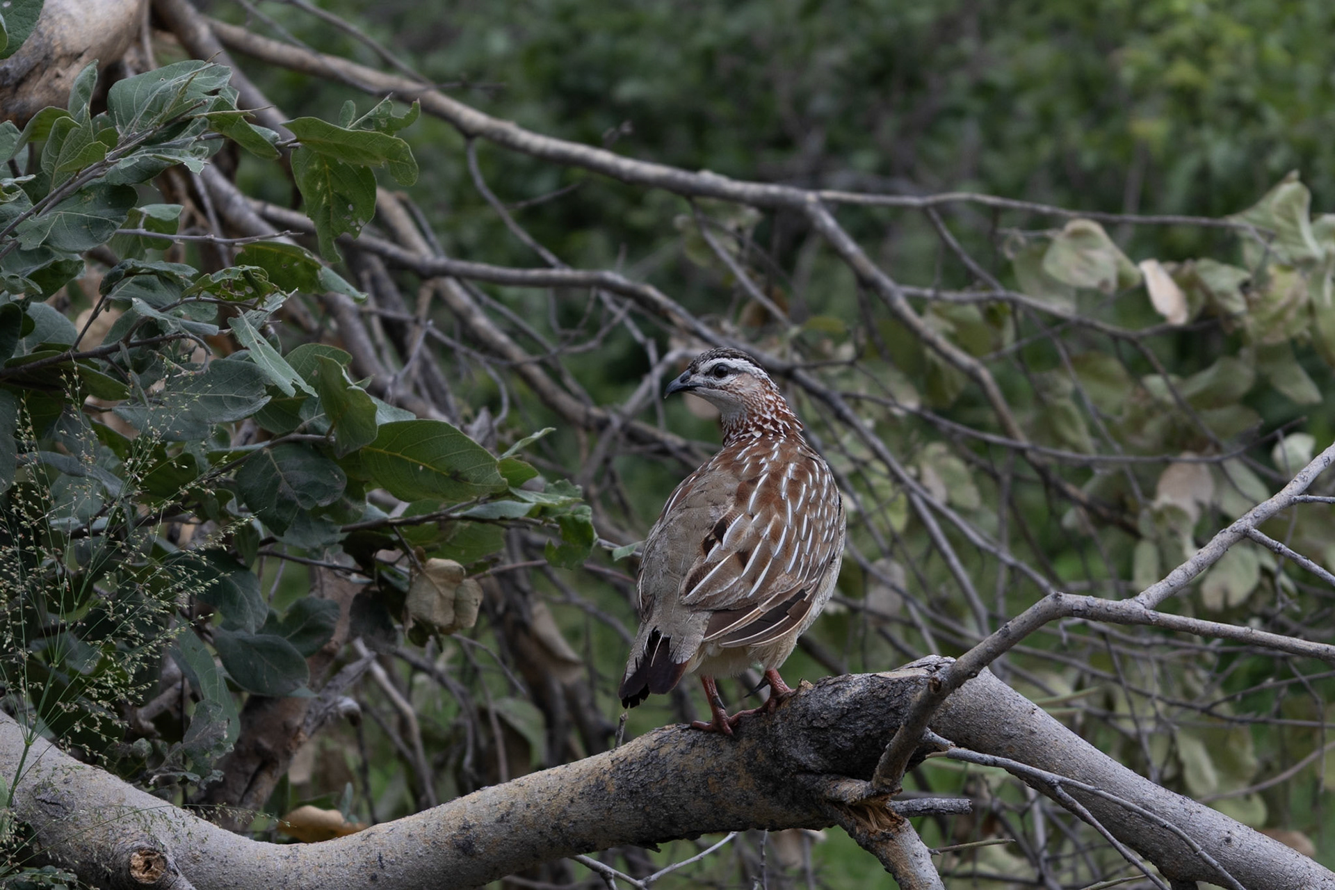 Crested Francolin