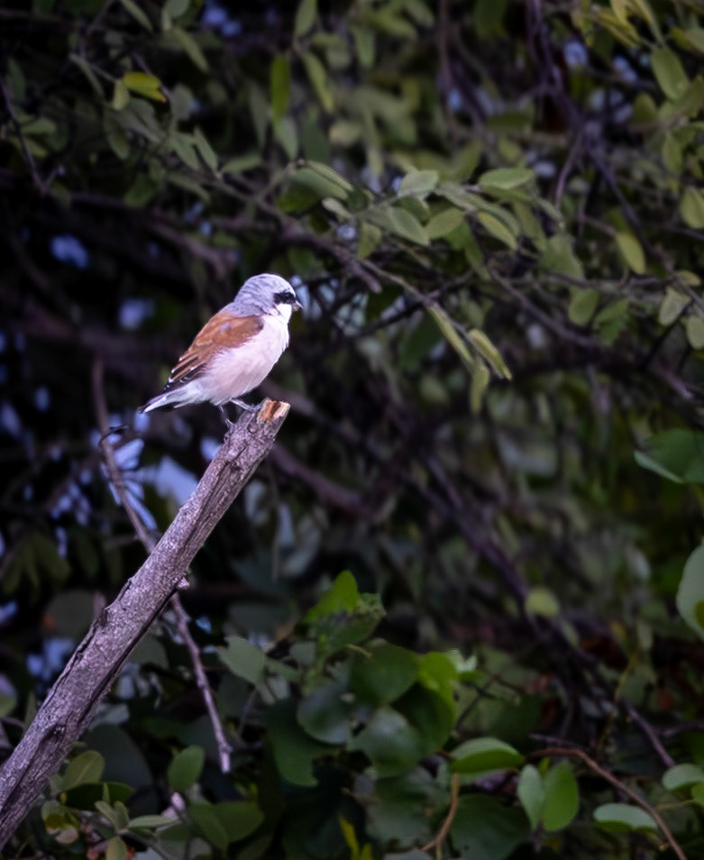 A Red-Backed Shrike waiting patiently on a branch