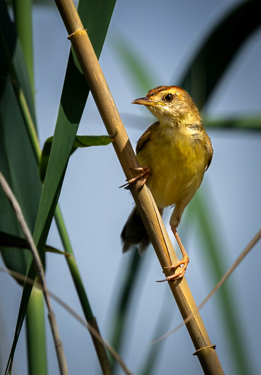 A Zitting Cisticola or Streaked Fantail Warbler in Okavango, Botswana