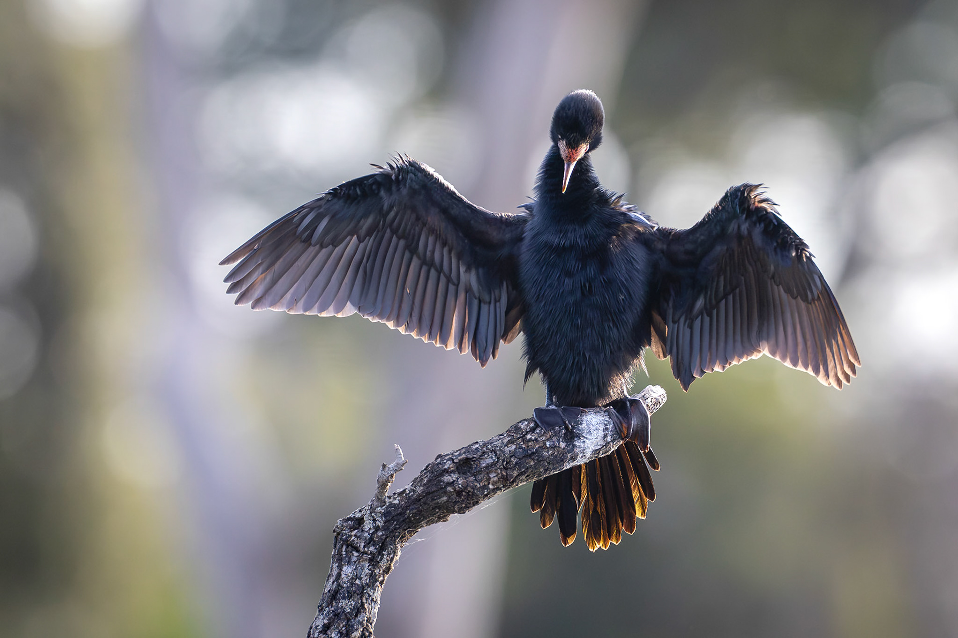 Reed cormorant
