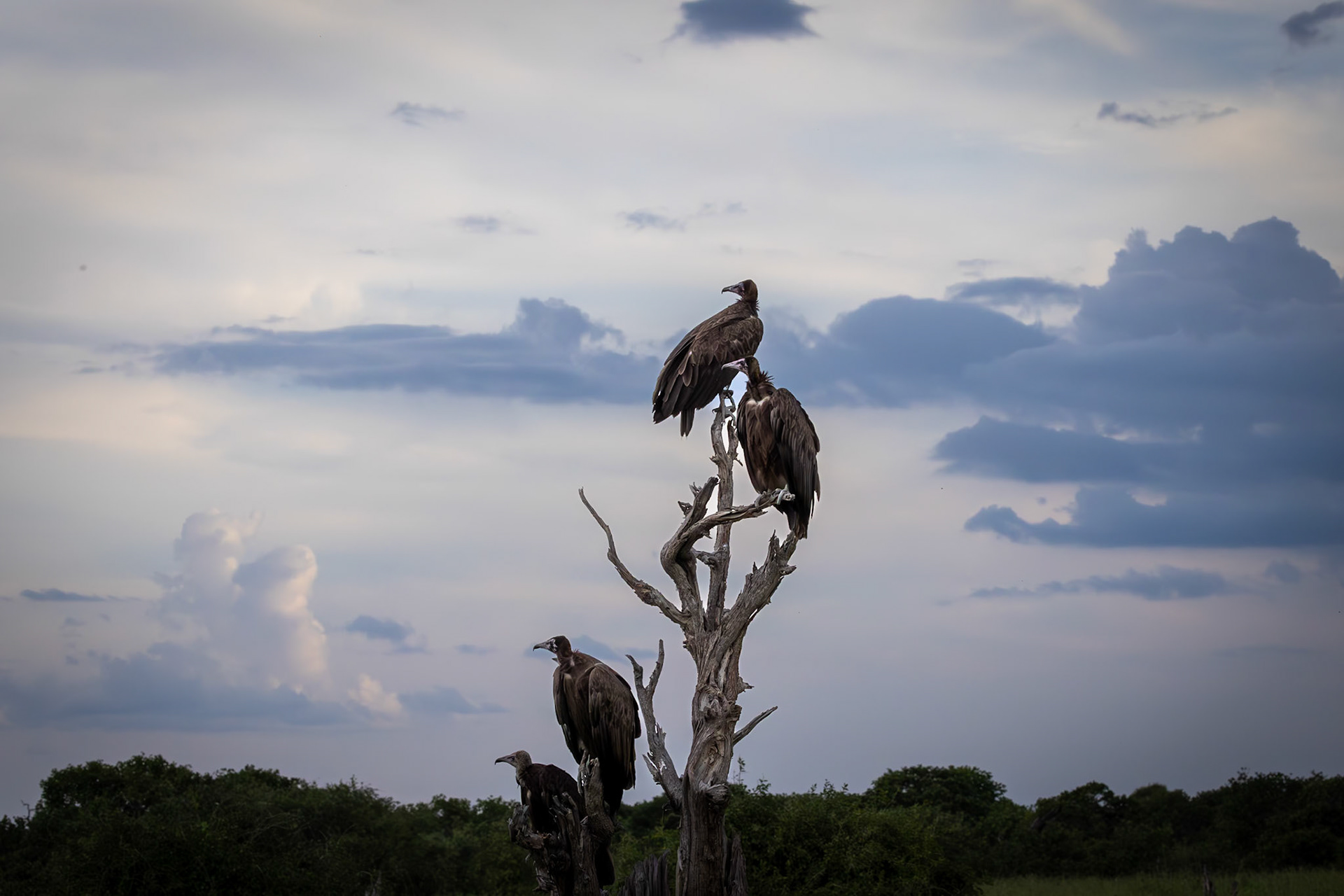 A Committee of Vultures waiting in the afternon sun in Savute, Botswana