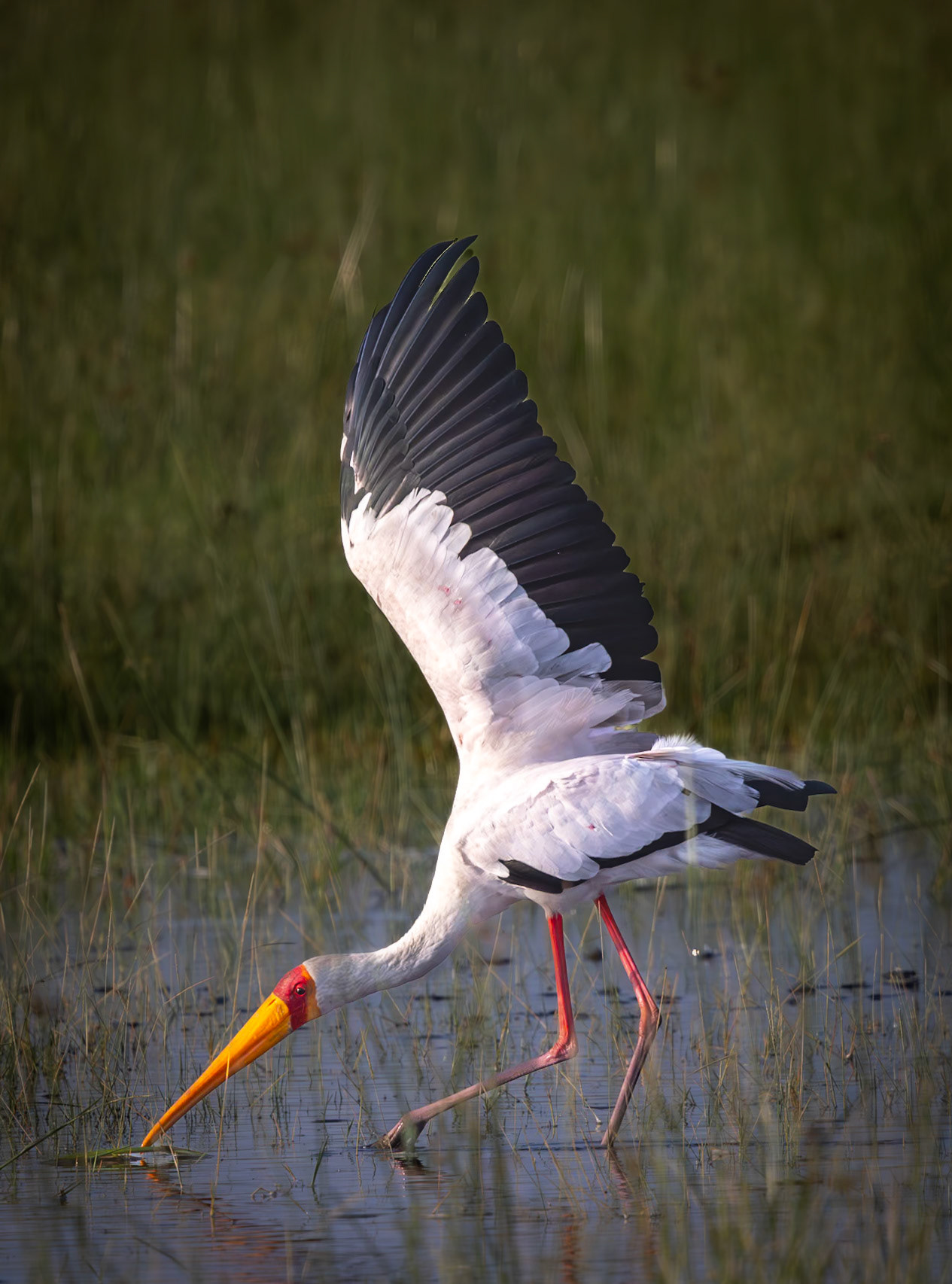 A Yellow-billed Stork fishing in Xakanaka, Botswana