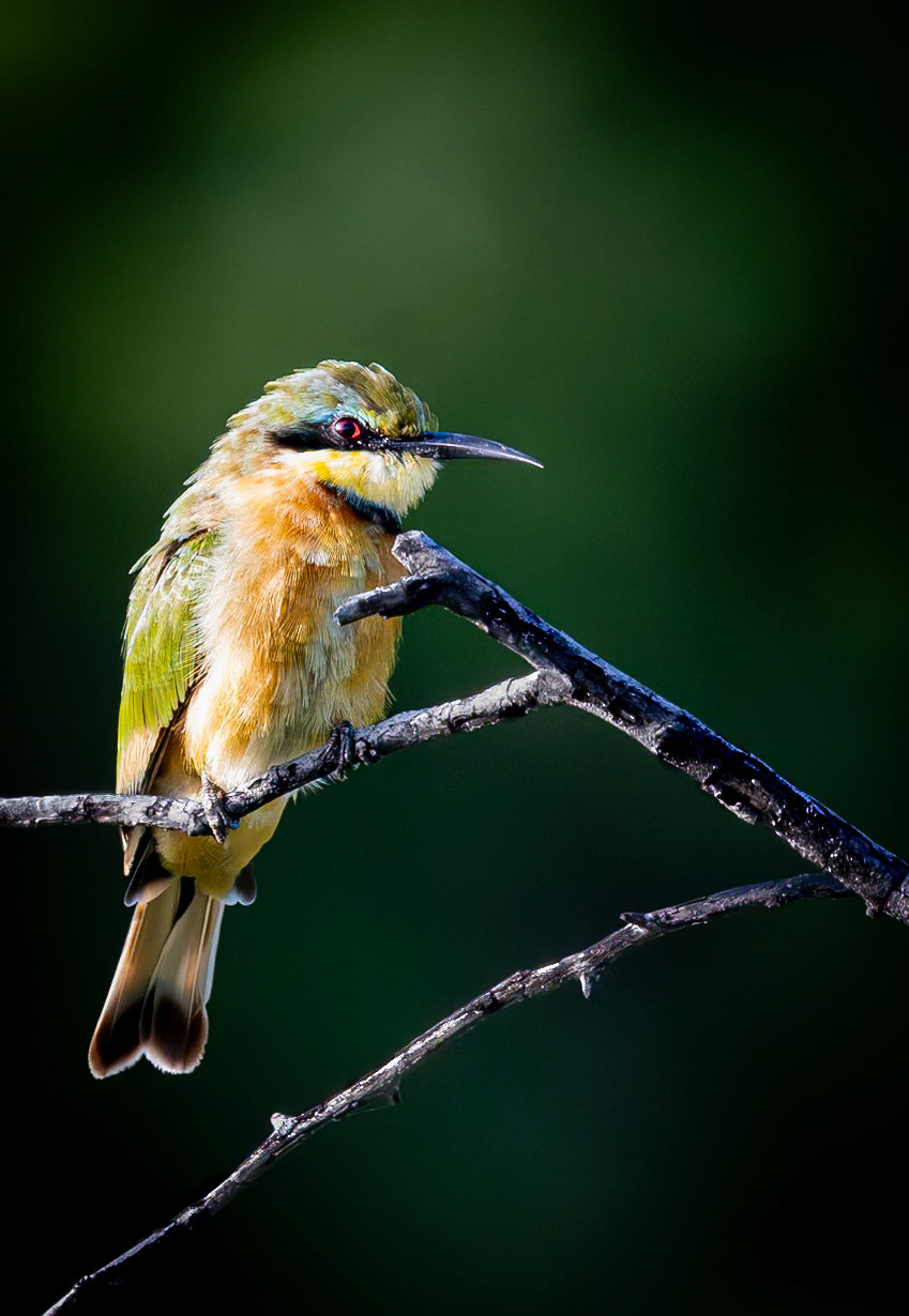 The Little bee-eater
