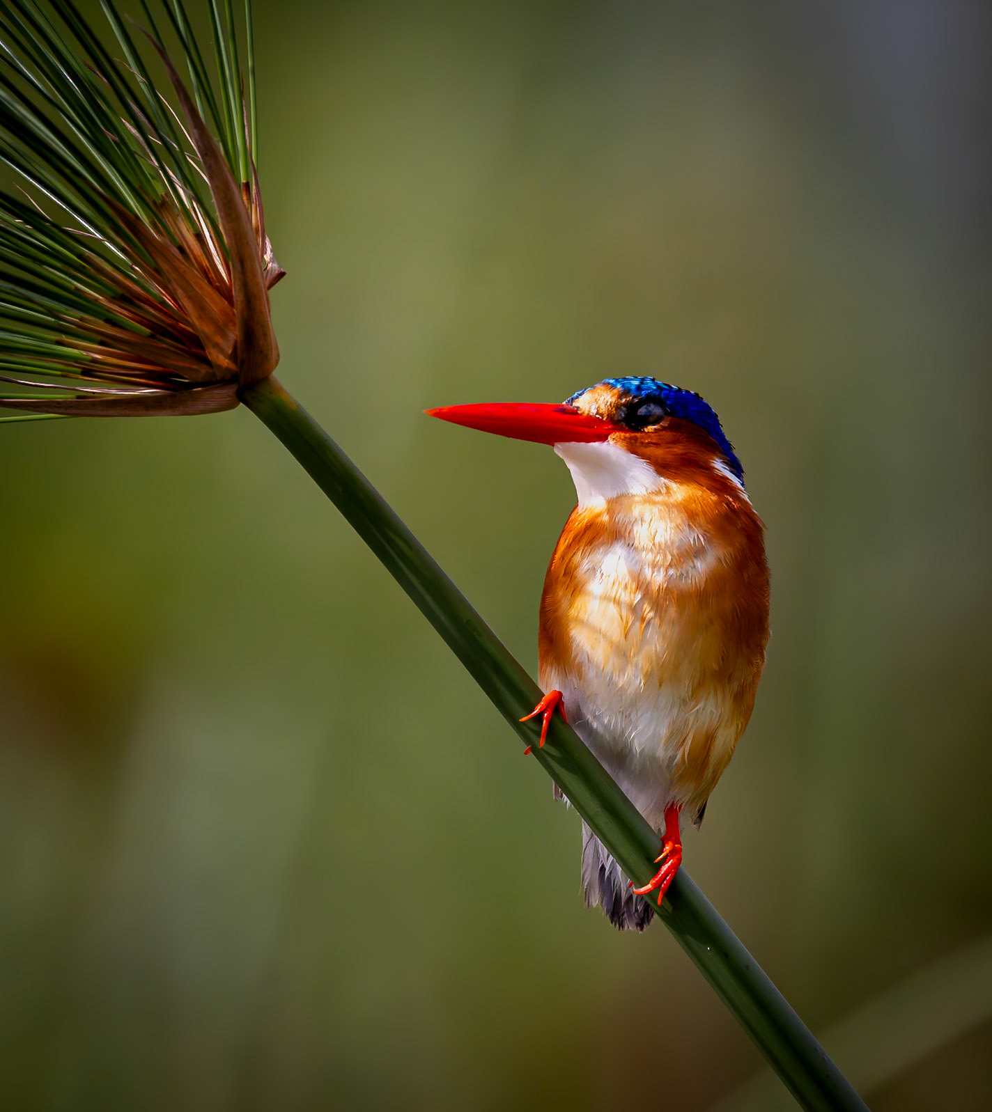 A Malachite Kingfisher on a reed in the Okavango Delta, Botswana
