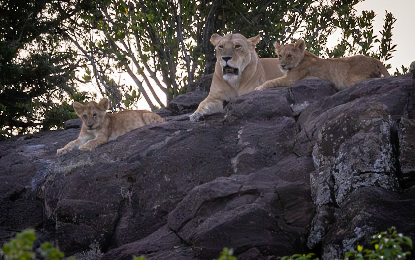 The Lionesses return to thier cubs in the Masai Mara, Kenya.
