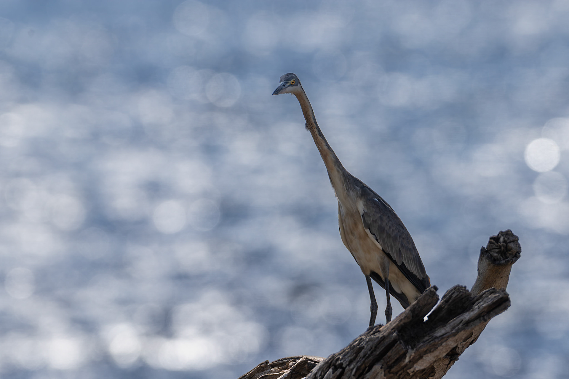 A lone Black-Headed Heron keeps a silent vigil on a weathered branch above the Chobe River in Botswana. Framed by the soft shimmer of the water, the scene feels still and contemplative, capturing one of those fleeting moments where the wild seems to pause before the day moves on.
