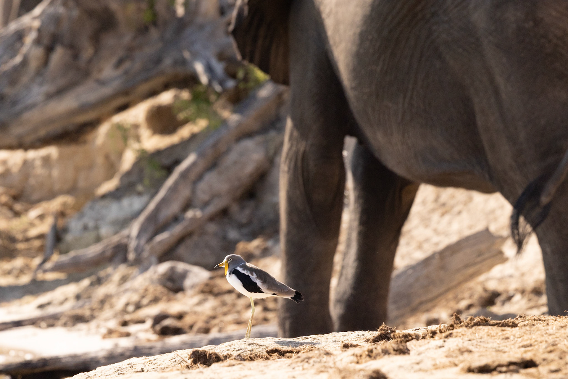 White-crowned Lapwing