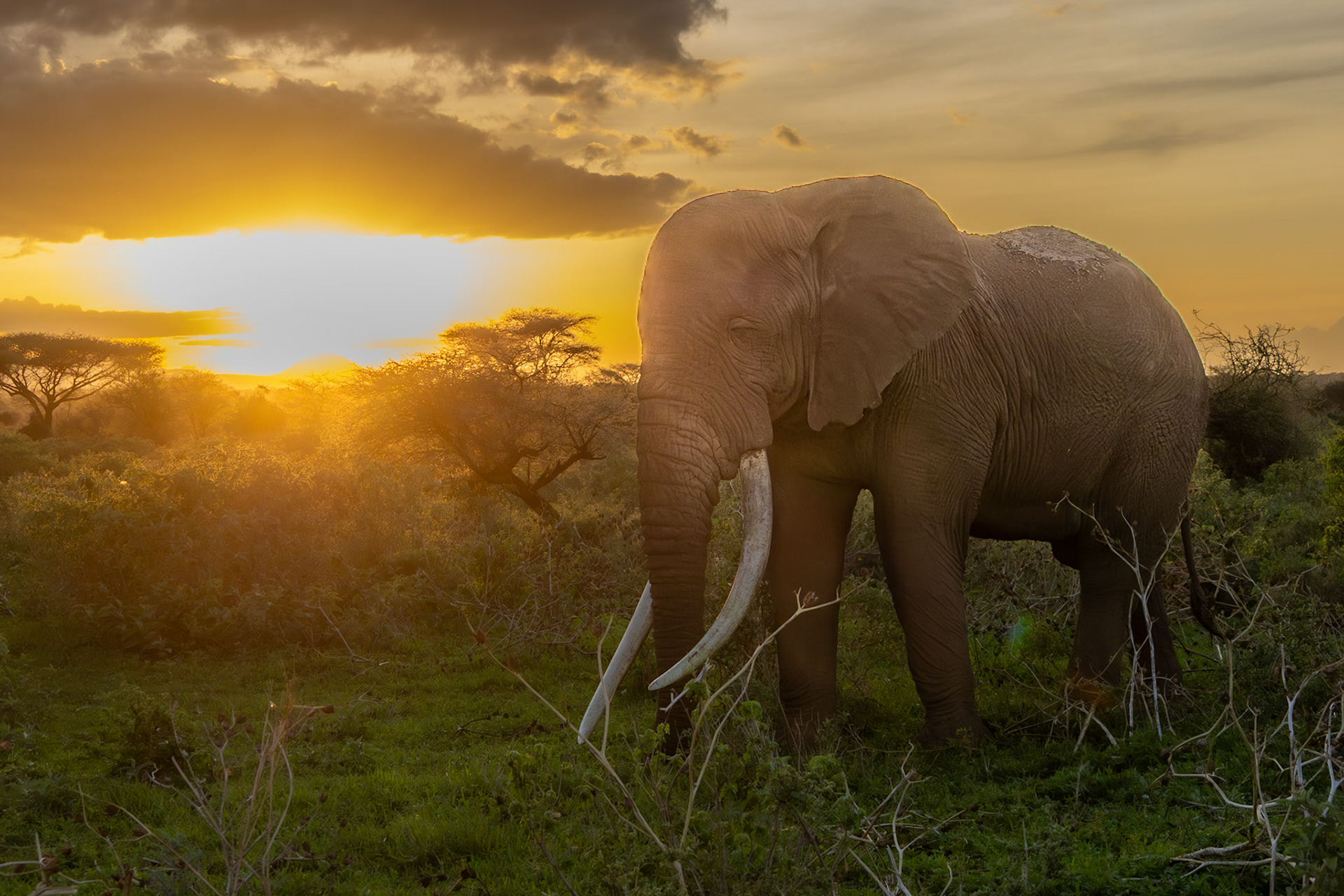Tee-Jay, who is currently the 3rd largest tusker in Amboseli