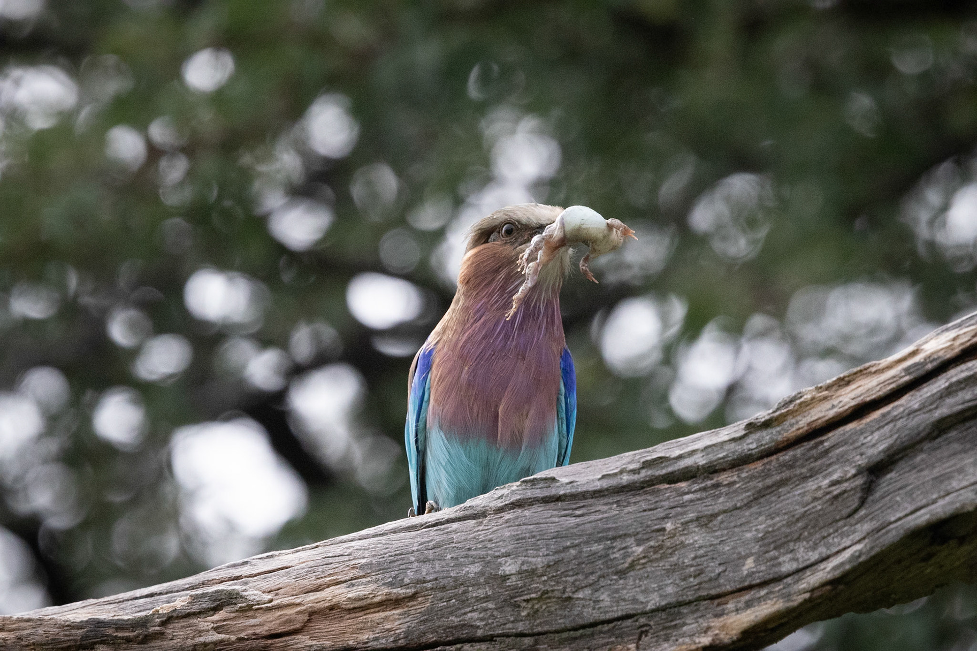 Lilac-breasted roller eating a frog
