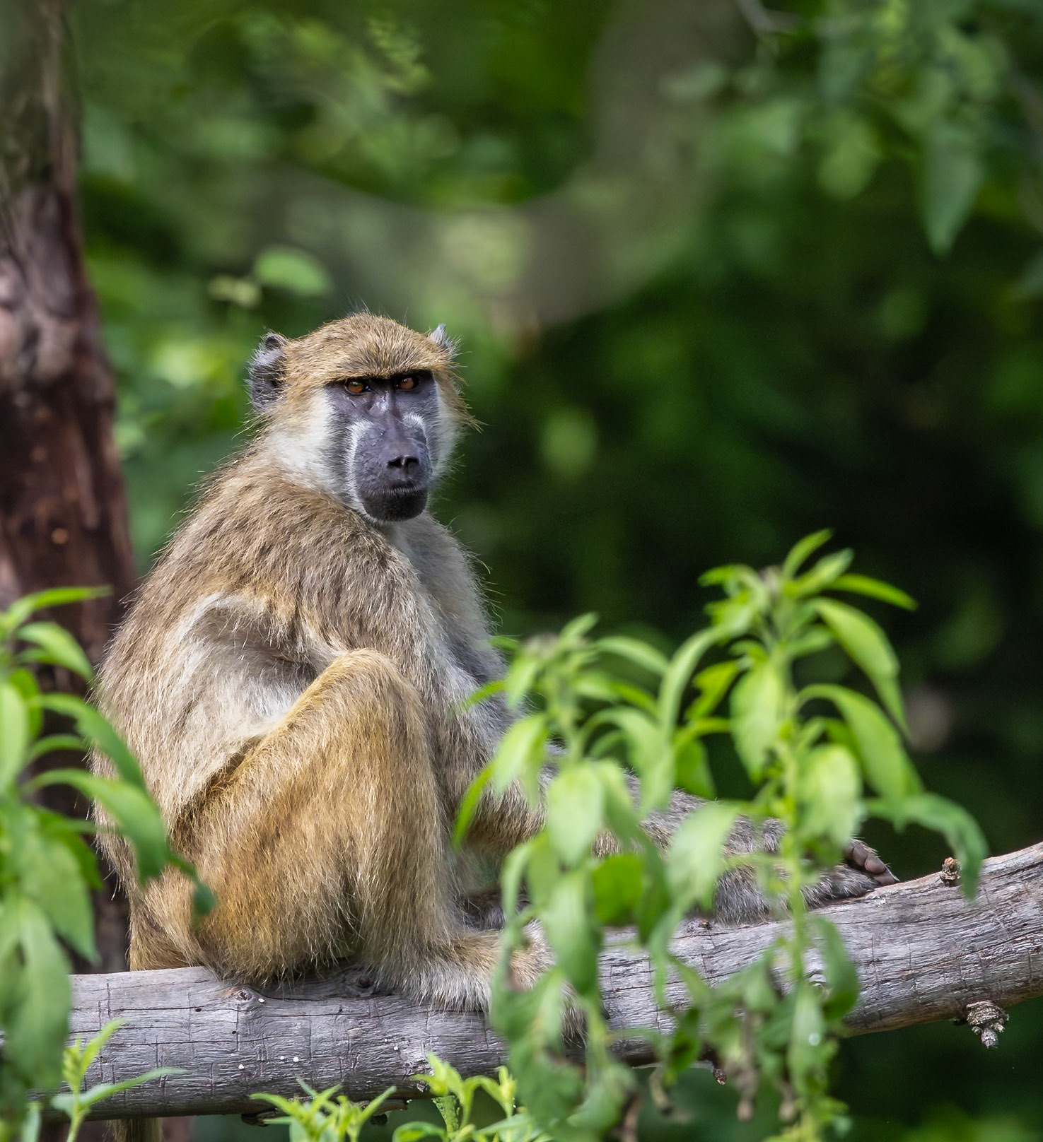 A Yellow Baboon resting up in a tree in the Okavango Delta