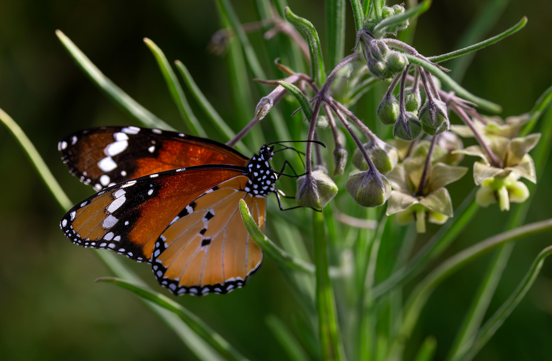 The Plain Tiger or African Queen or African Monarch Butterfly in Okavango