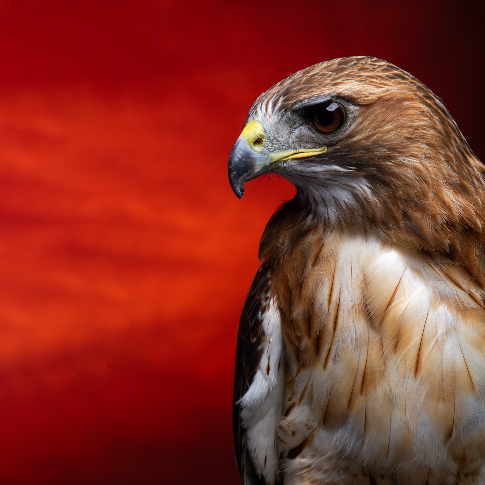 Birds of Prey - Aplomado Falcon Buzzard