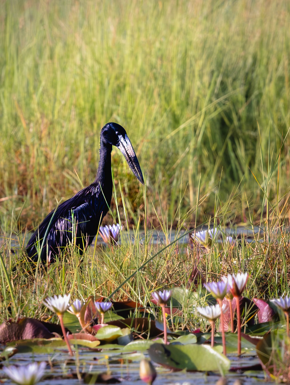 An African openbill stork (Anastomus lamelligerus), standing in a grassy area with water lilies