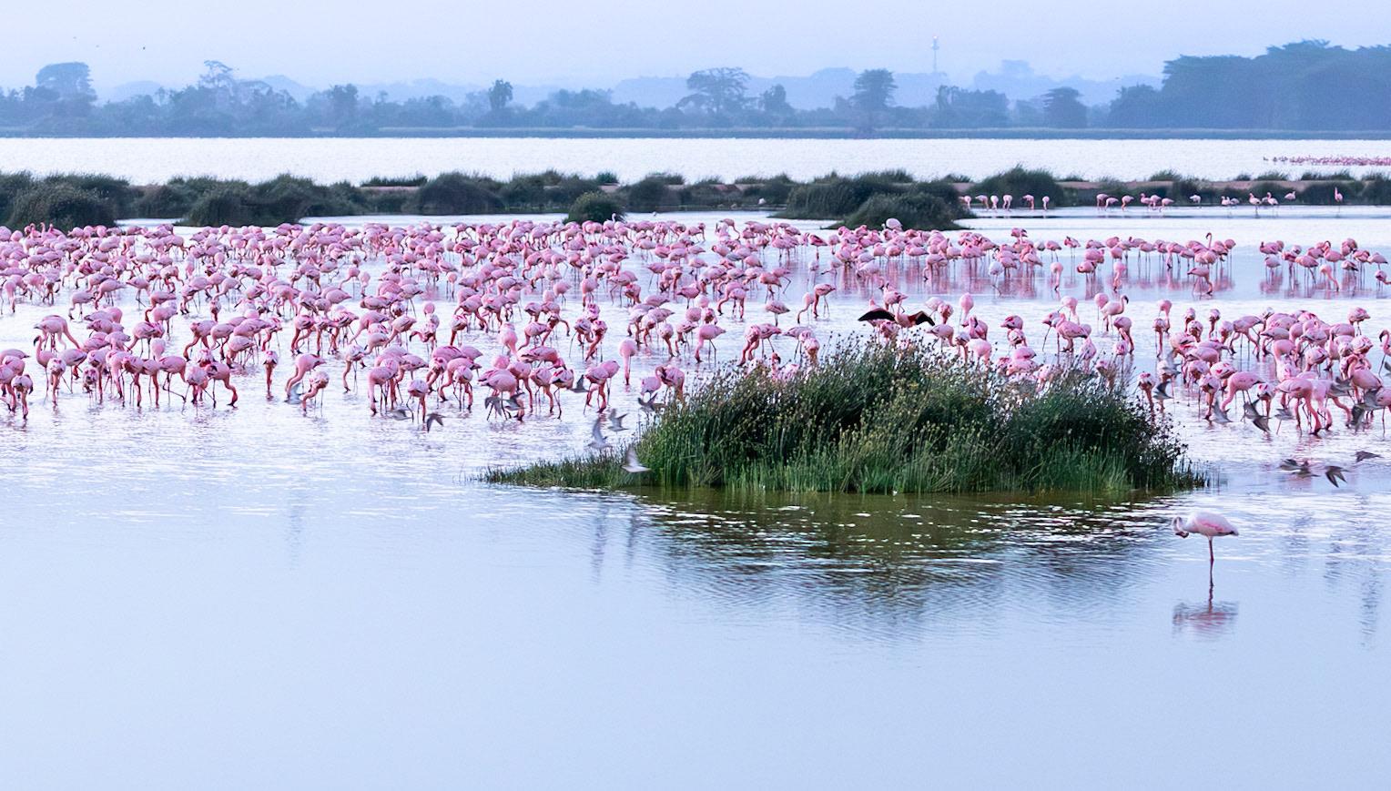 Early morning and a Flamboyance of Flamingos in Lake Nakura, Amoseli, Kenya.