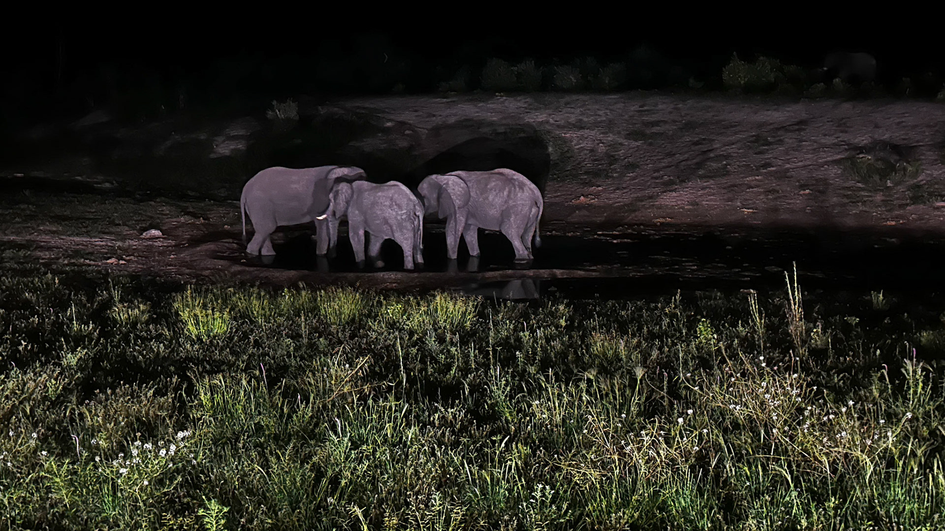 Elephants at night in Savute, Botswana