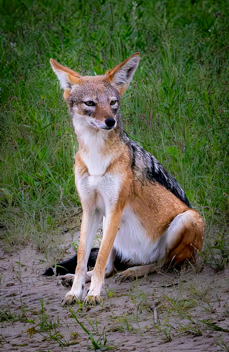 Silverback Jackal in Savute