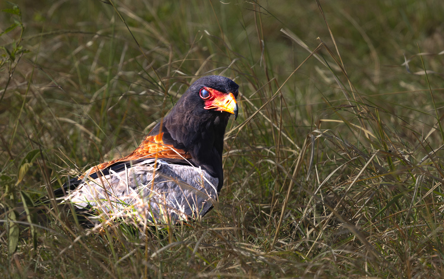 A Bateleur Eagle on the ground having just caught its pray in the Masai Mara, Kenya\
