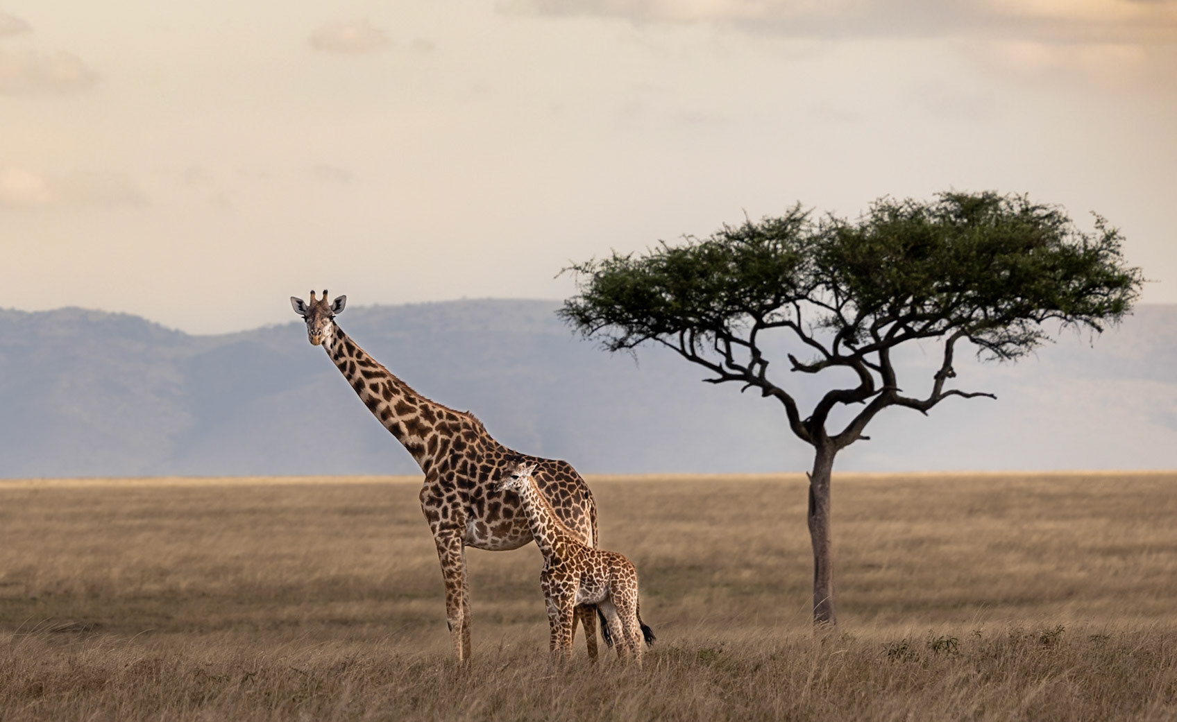 A Giraffe with its baby in the early morning sun, in the Masai Mara, Kenya