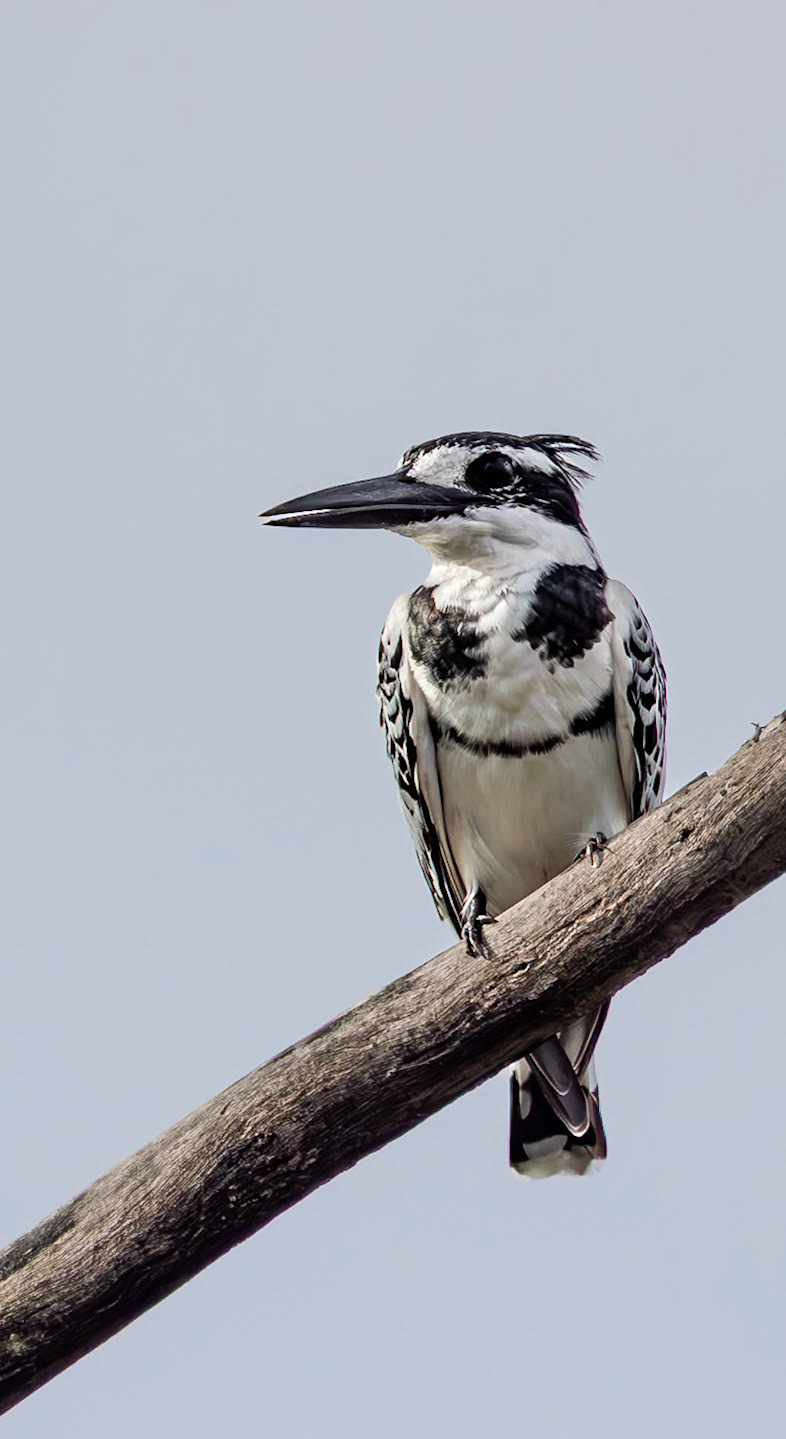 A Pied Kingfisher resting between feeds