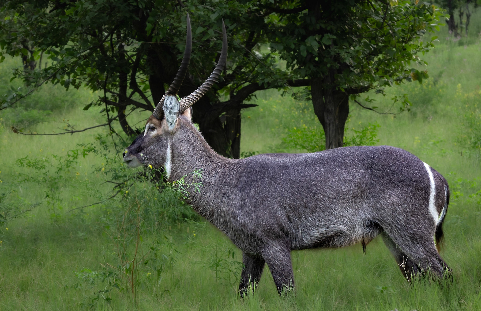 A Waterbuck grazing in Xakanaxa, Moremi Game Reserve