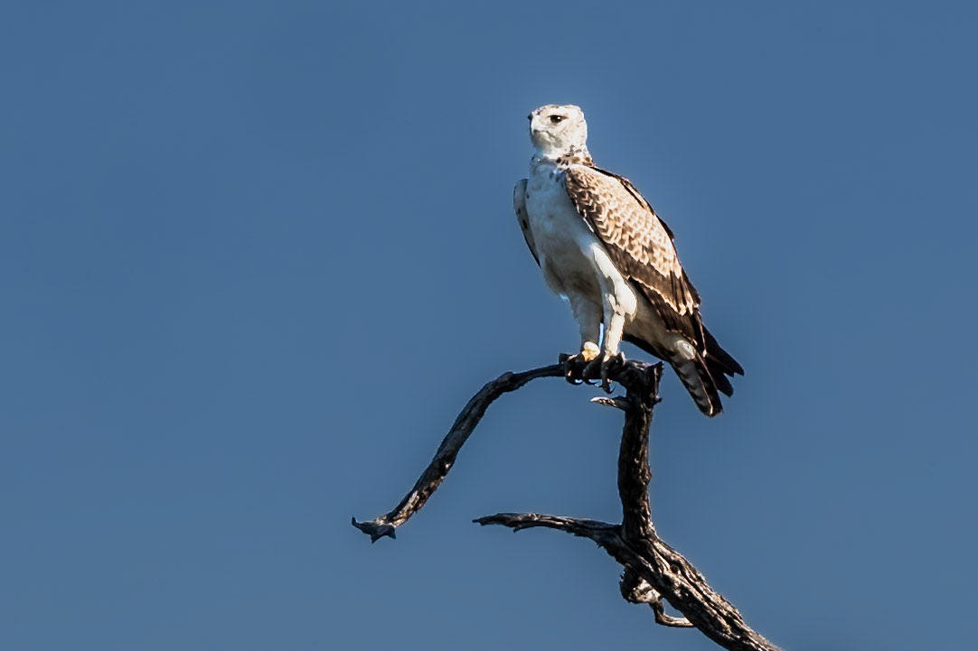Juvenile Martial Eagle
